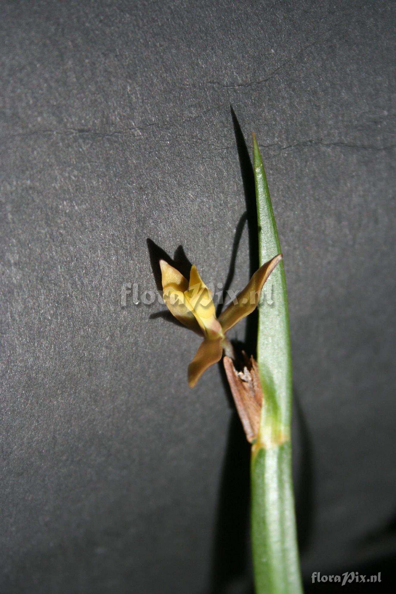 Jacquiniella equitantifolia