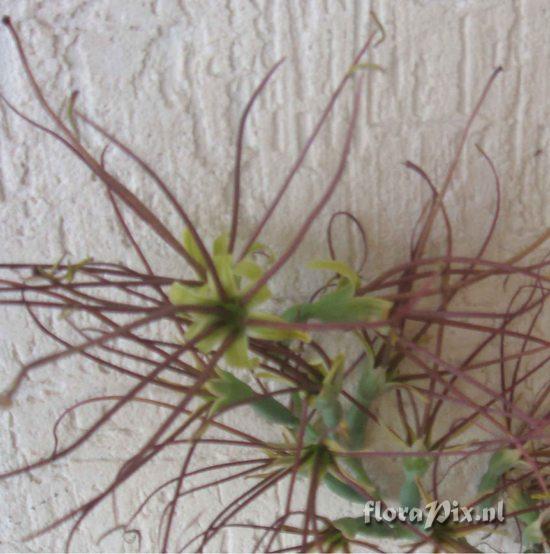 Tillandsia sp