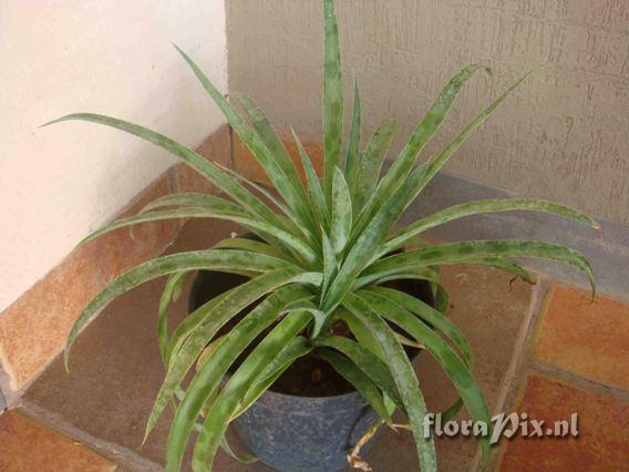 Tillandsia sp