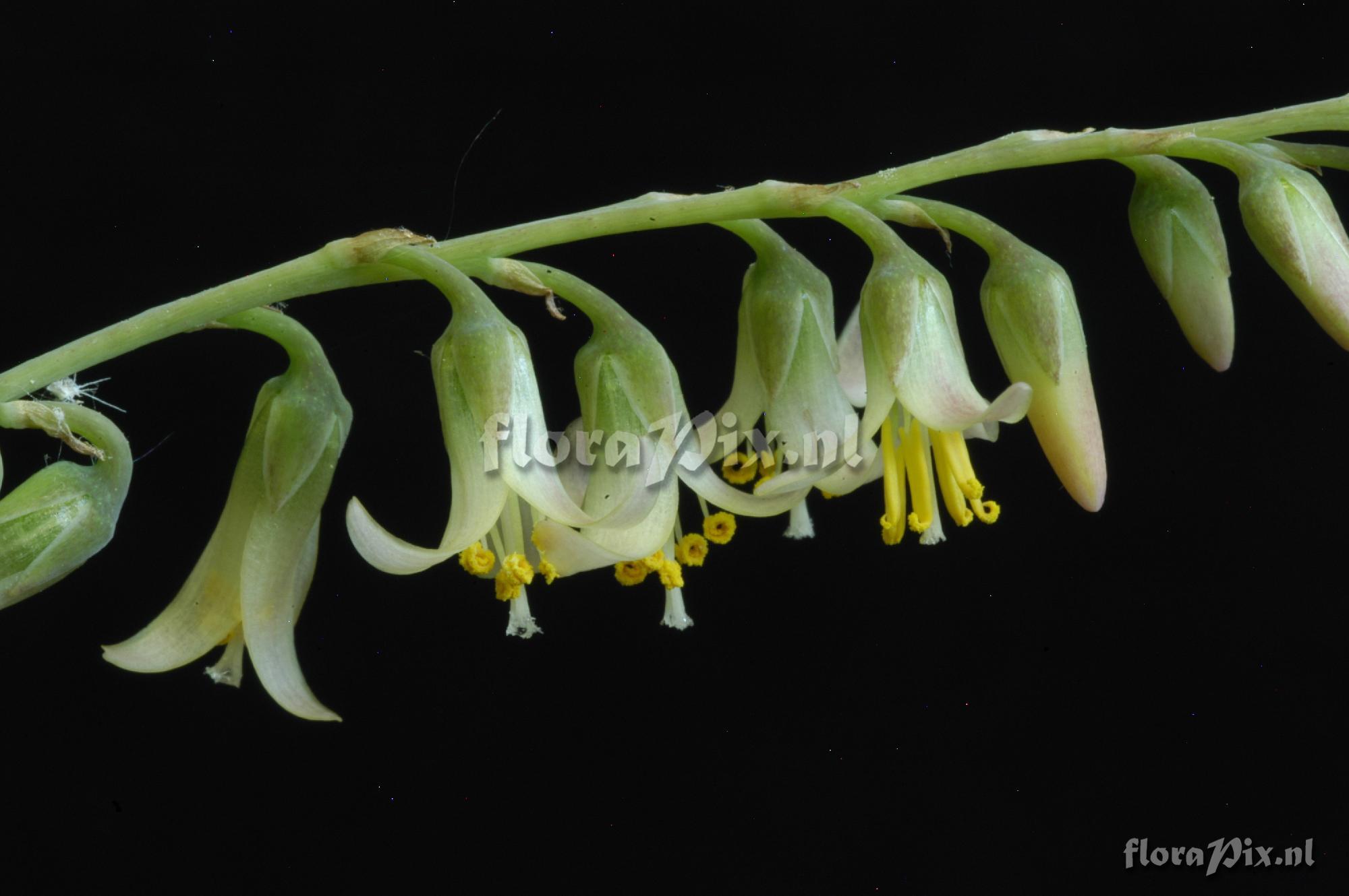 Fosterella penduliflora