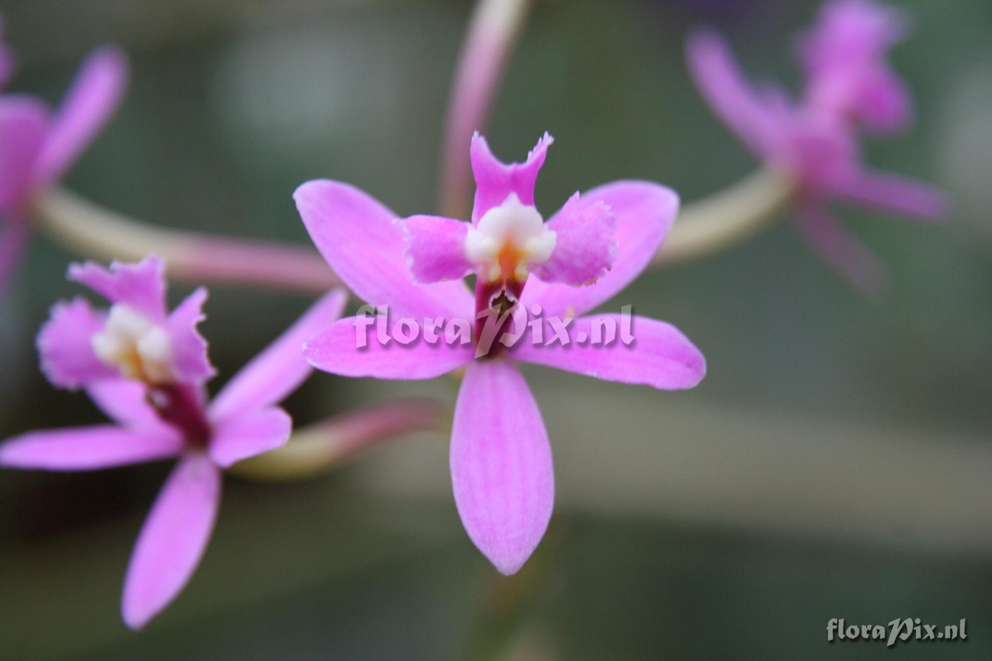 Epidendrum elongatum