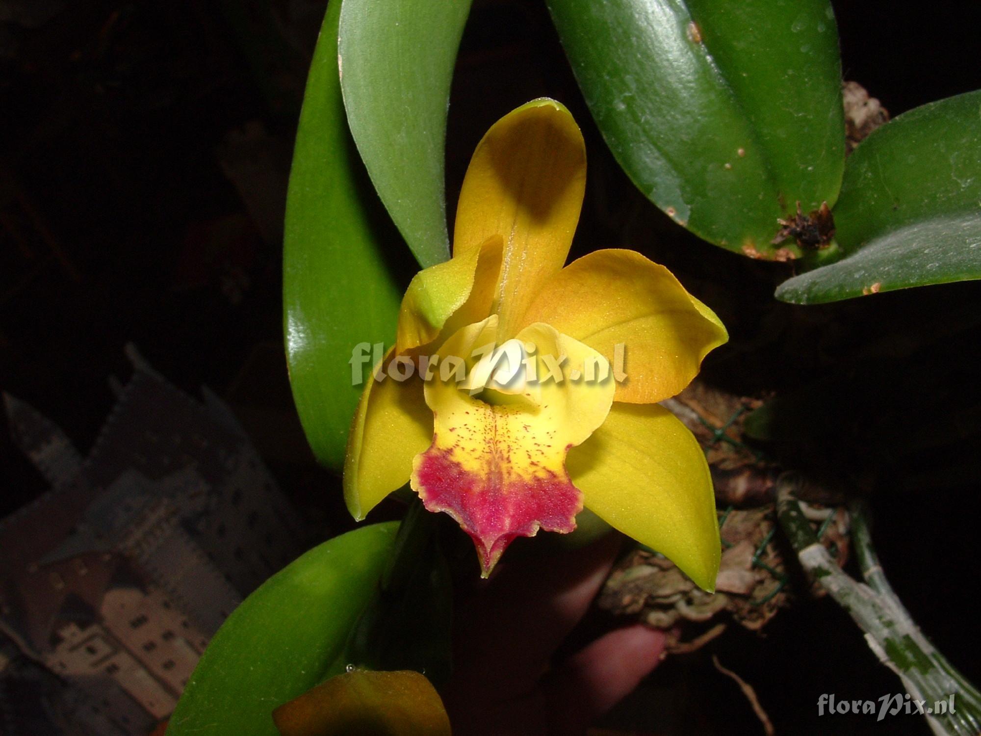 Laeliocattleya Loog Tone 