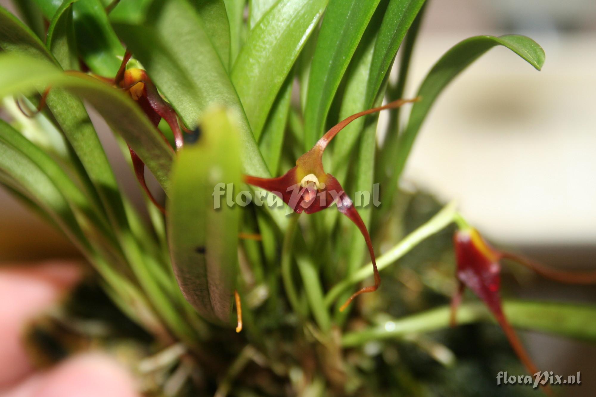 Masdevallia herradurae