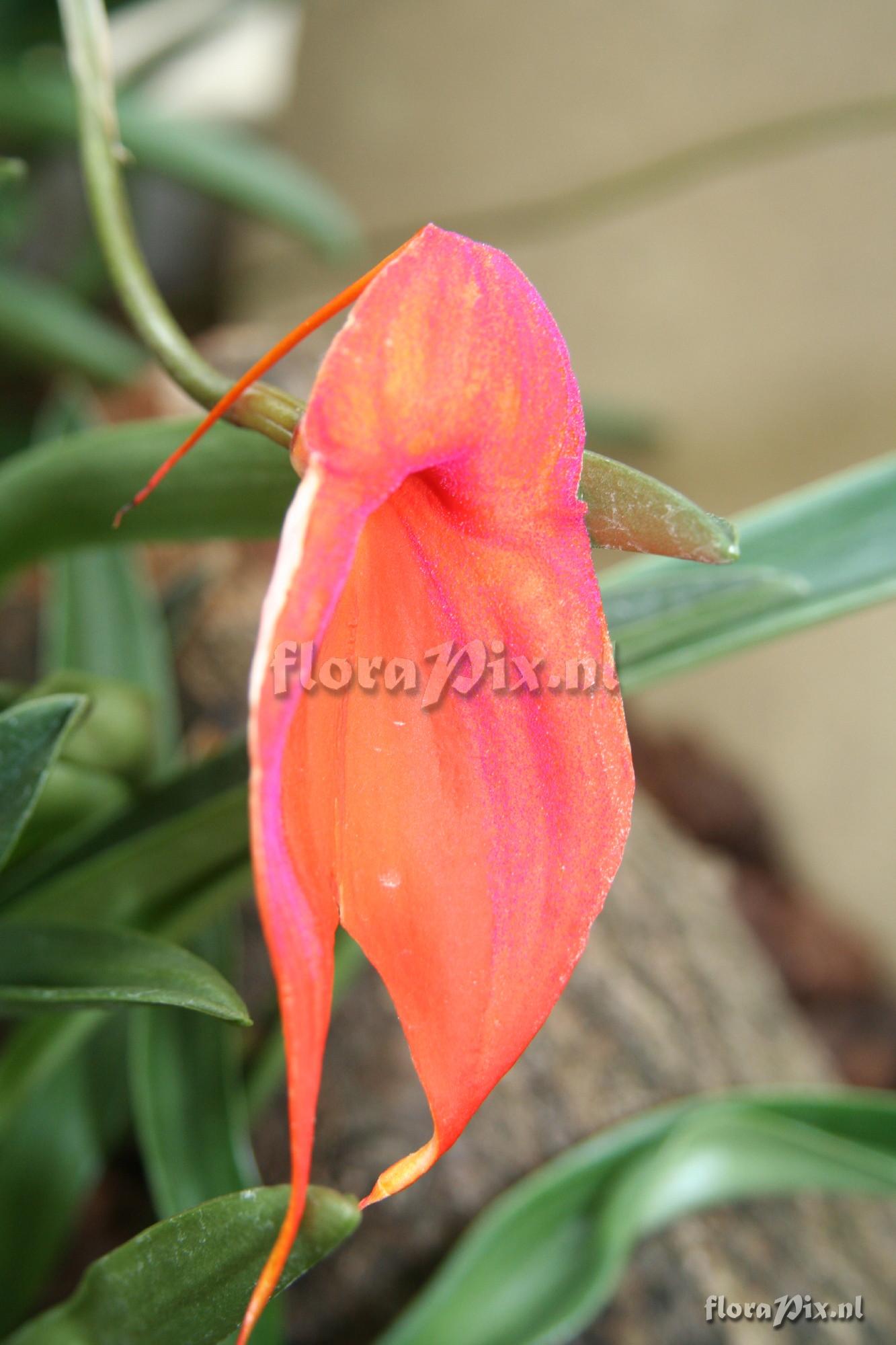 Masdevallia veitchiana