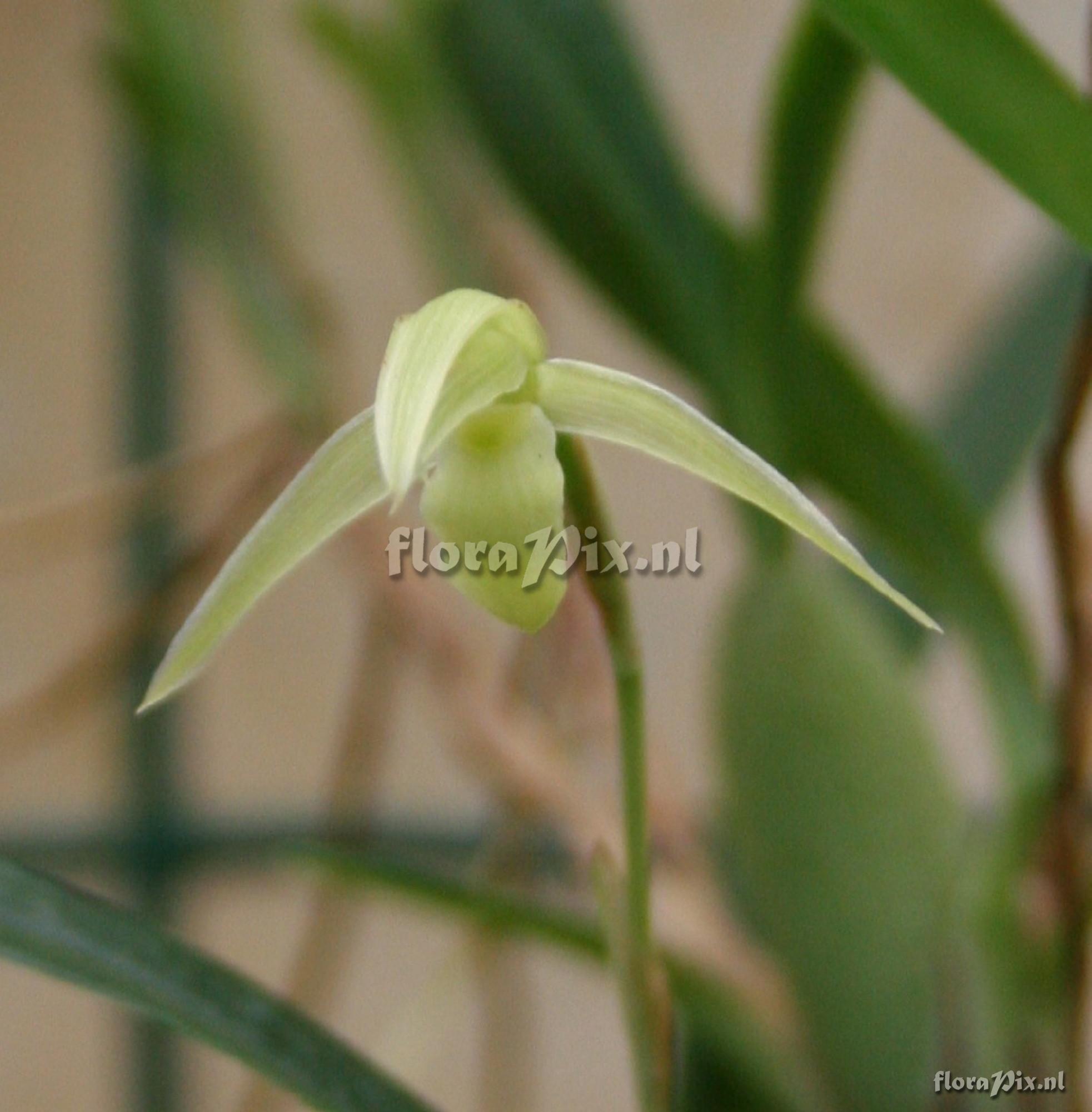 Maxillaria acuminata