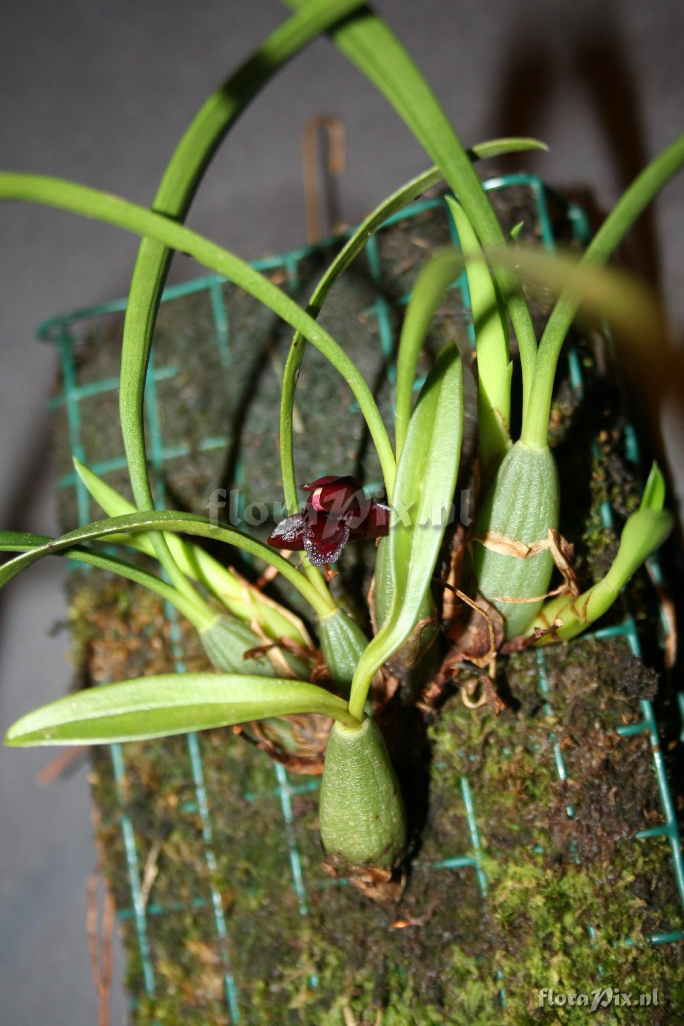 Maxillaria schunkeana