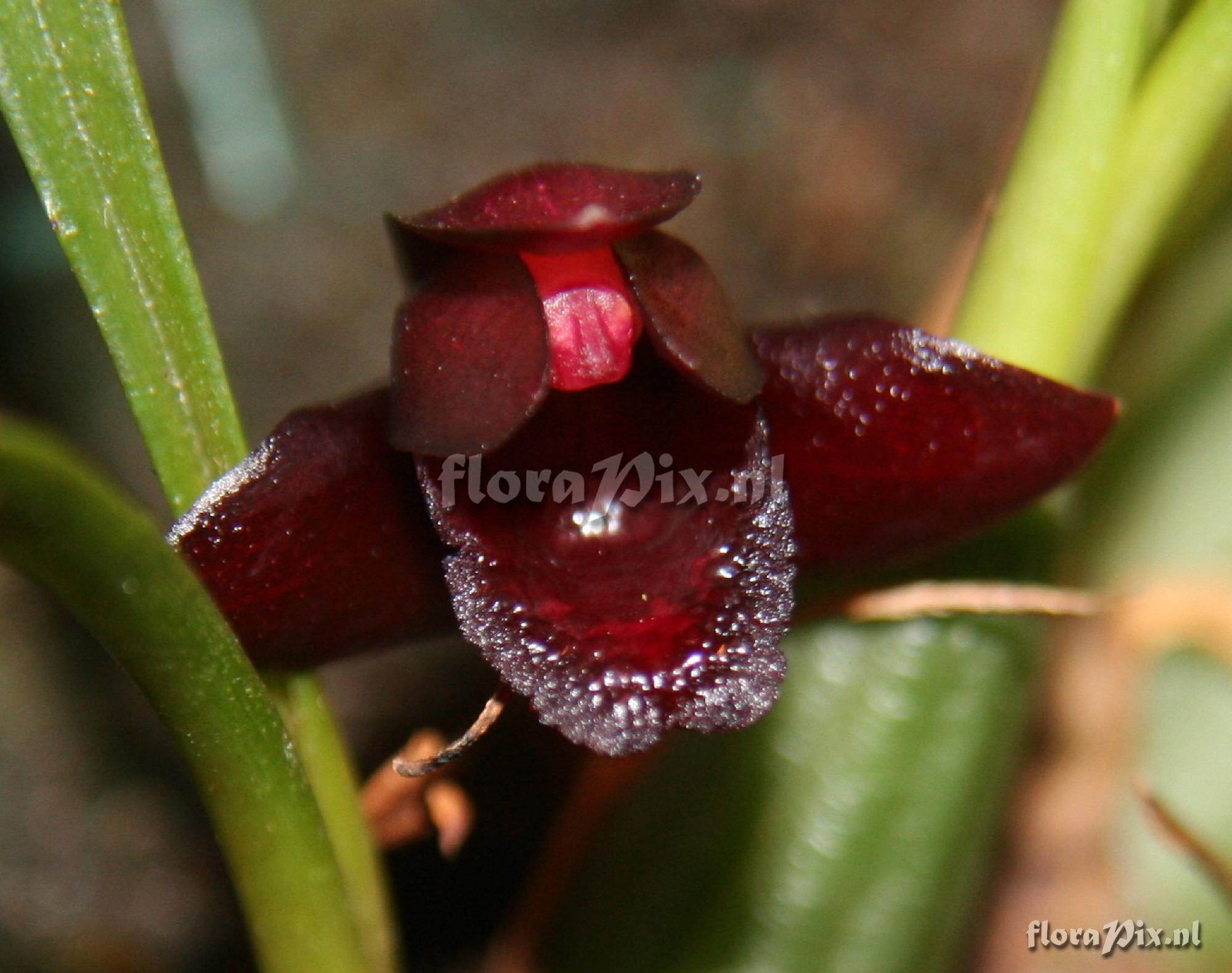 Maxillaria schunkeana