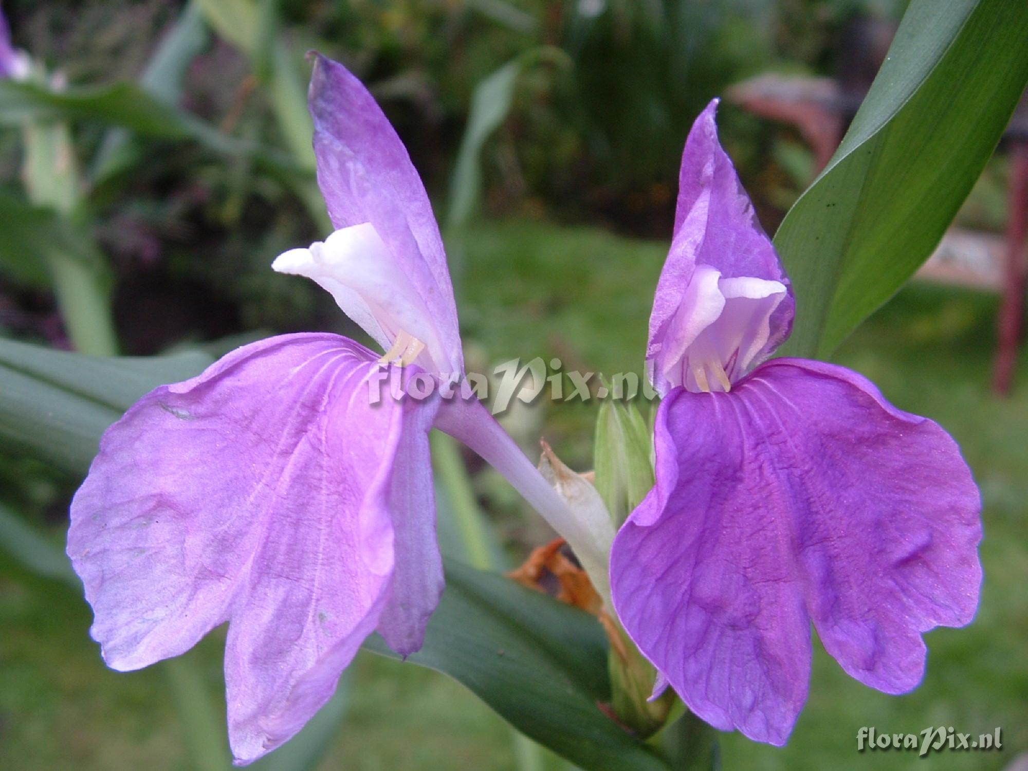 Roscoea auriculata