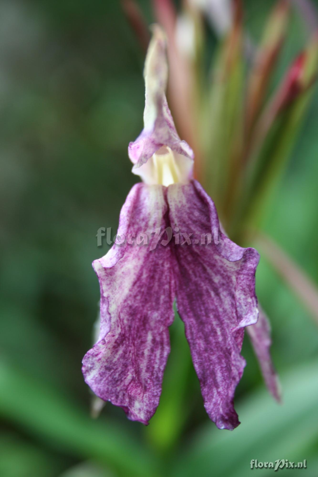 Roscoea Beesiana - dark form