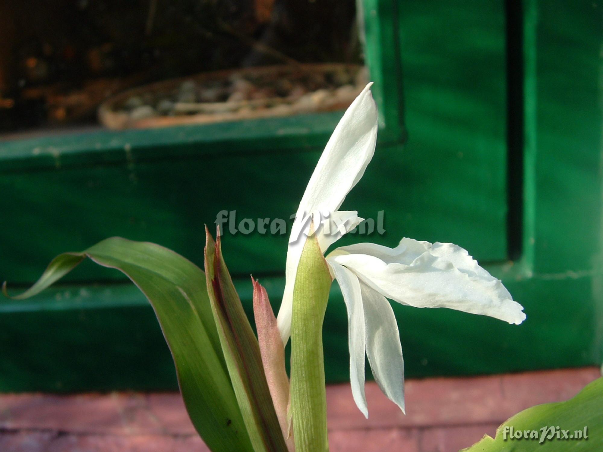 Roscoea Beesiana - light form