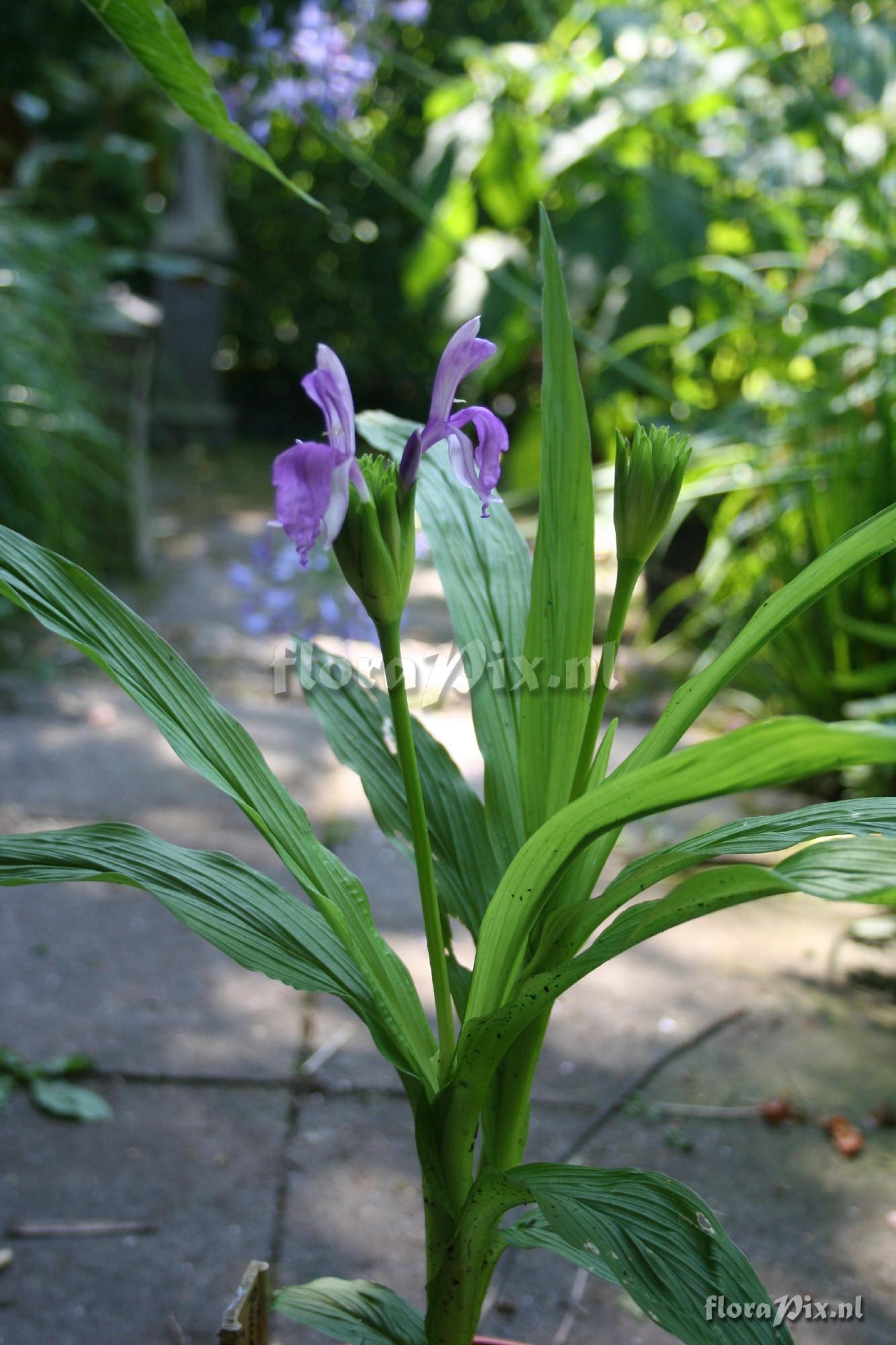 Roscoea capitata