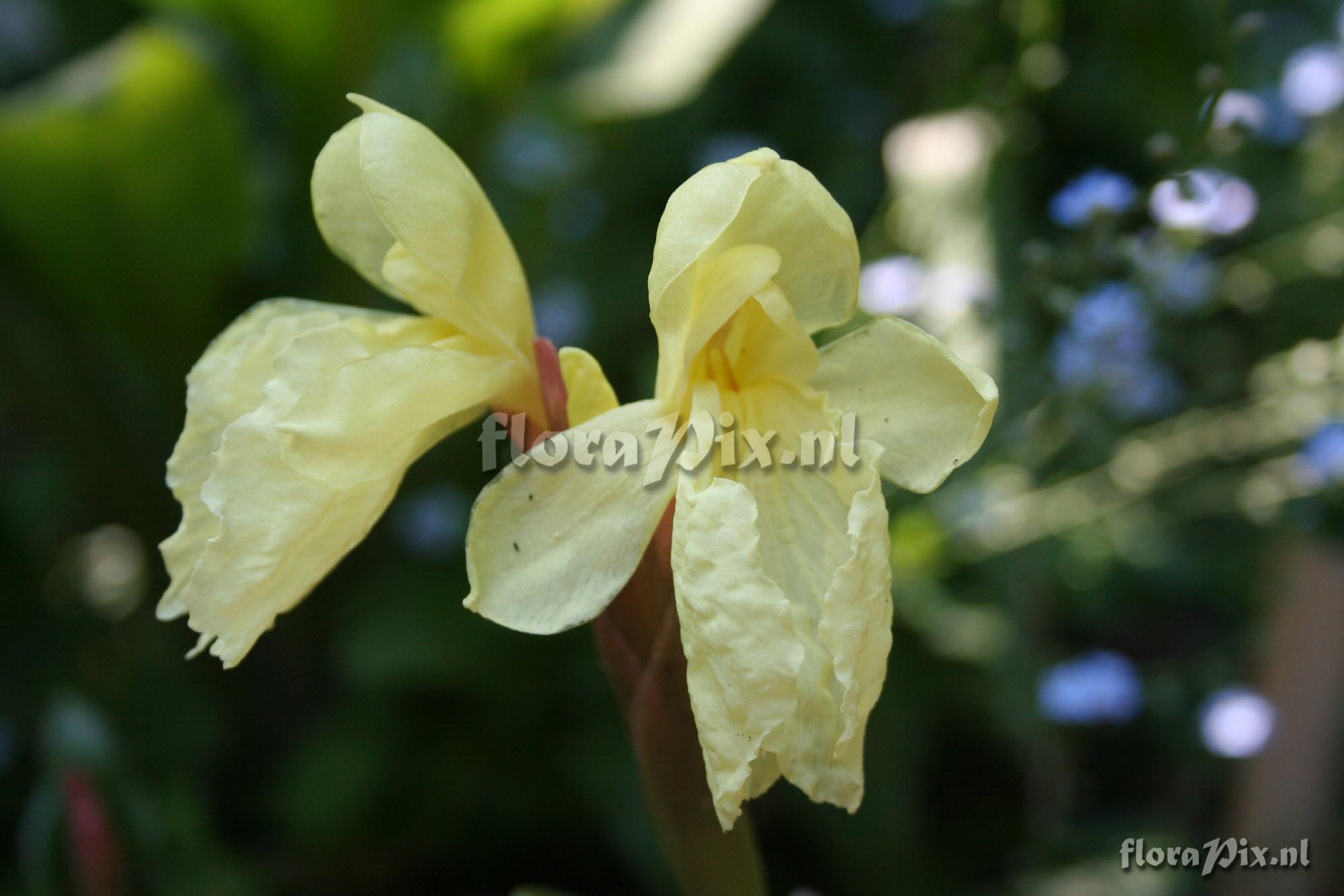 Roscoea cautleyoides