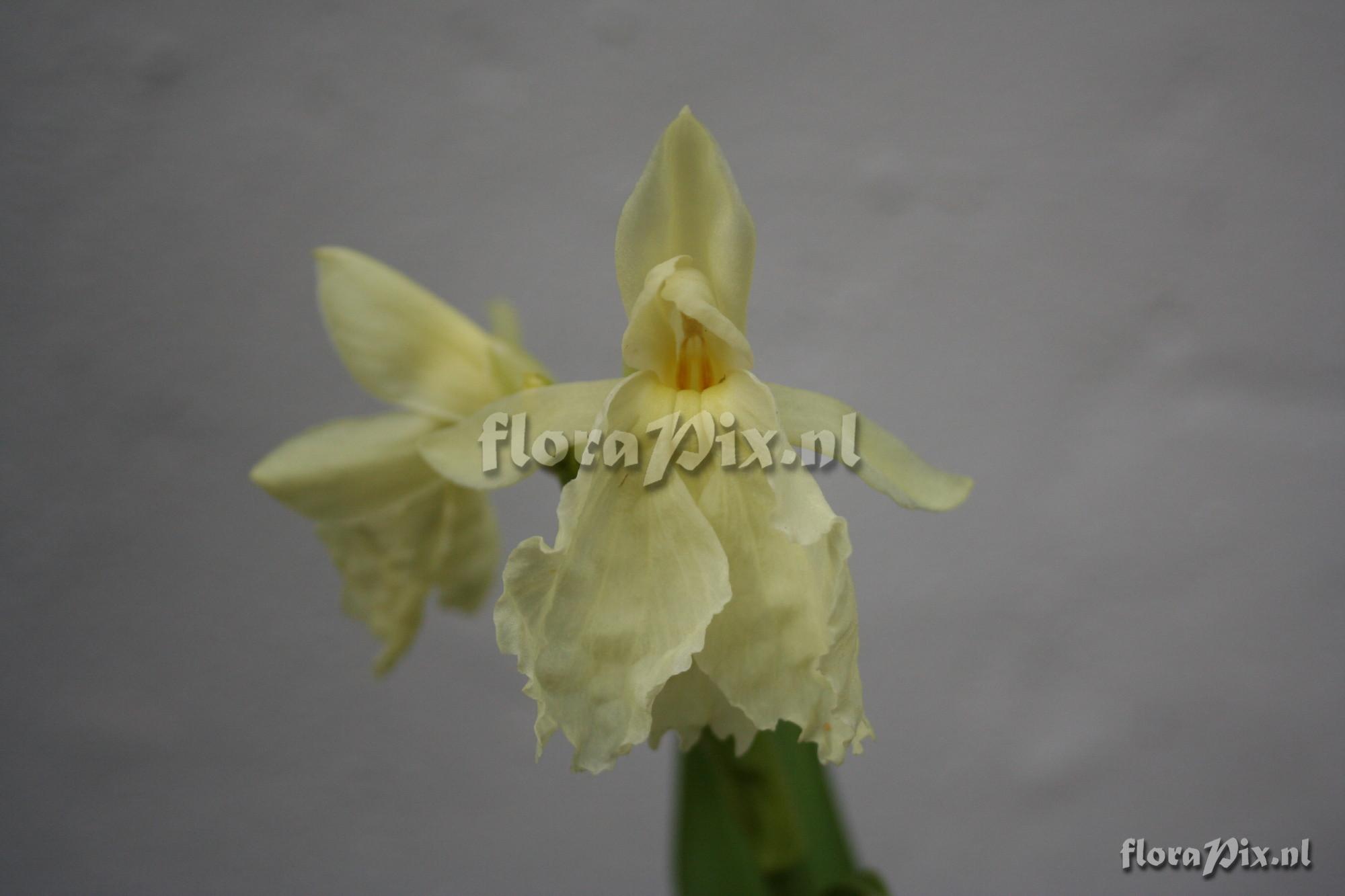 Roscoea cautleyoides - Himalaya