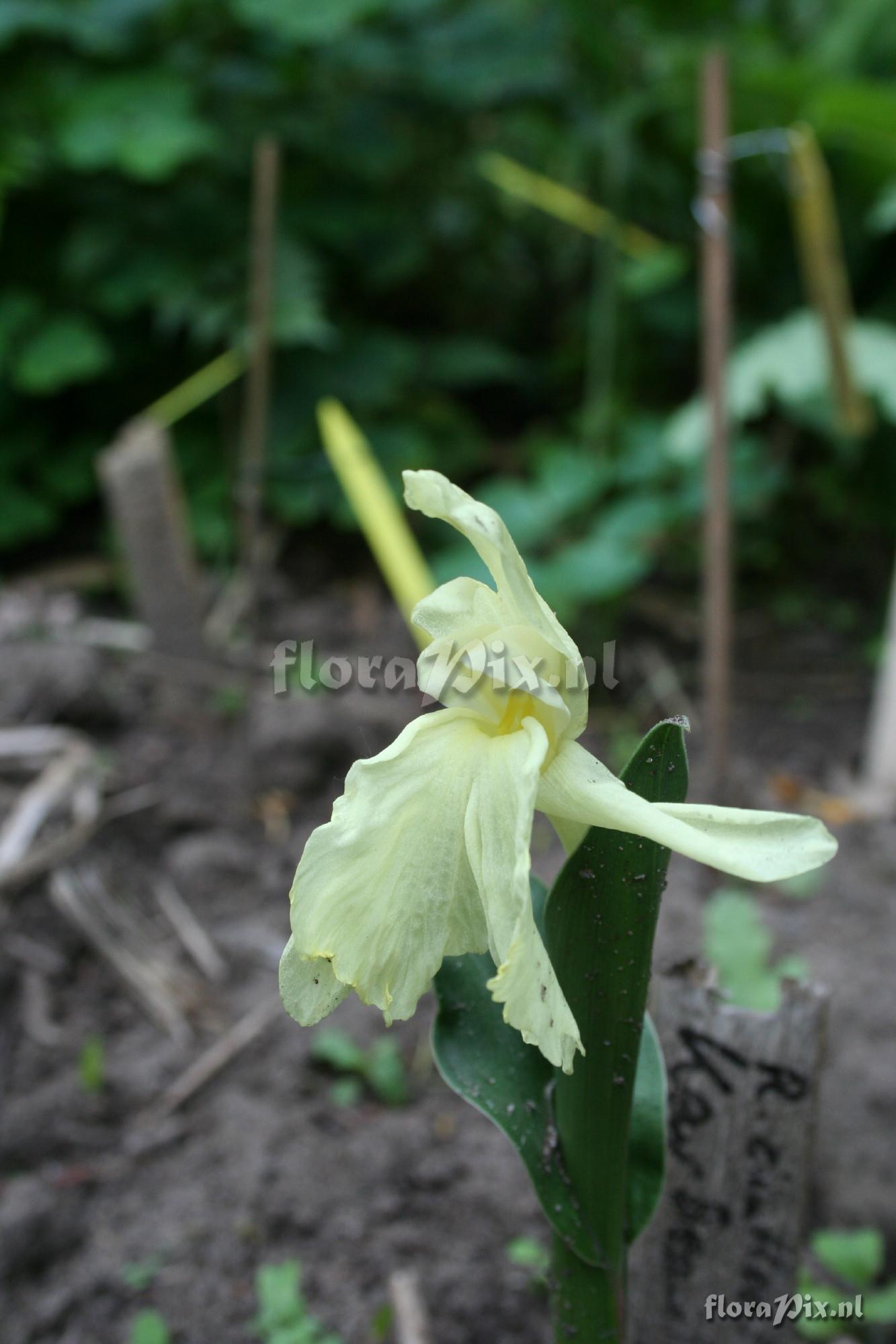 Roscoea cautleyoides - Kew beauty