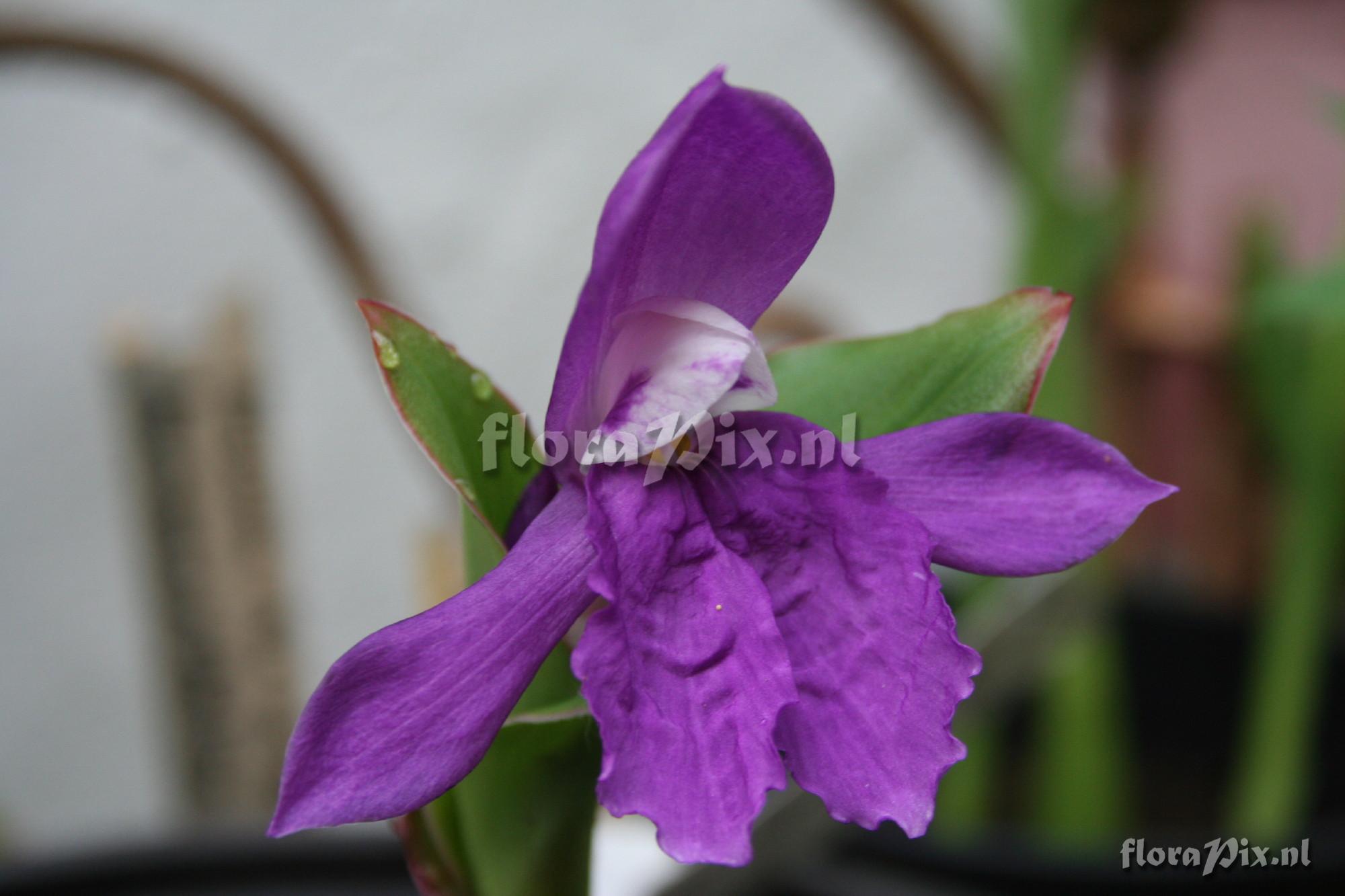 Roscoea forrestii - Purple form