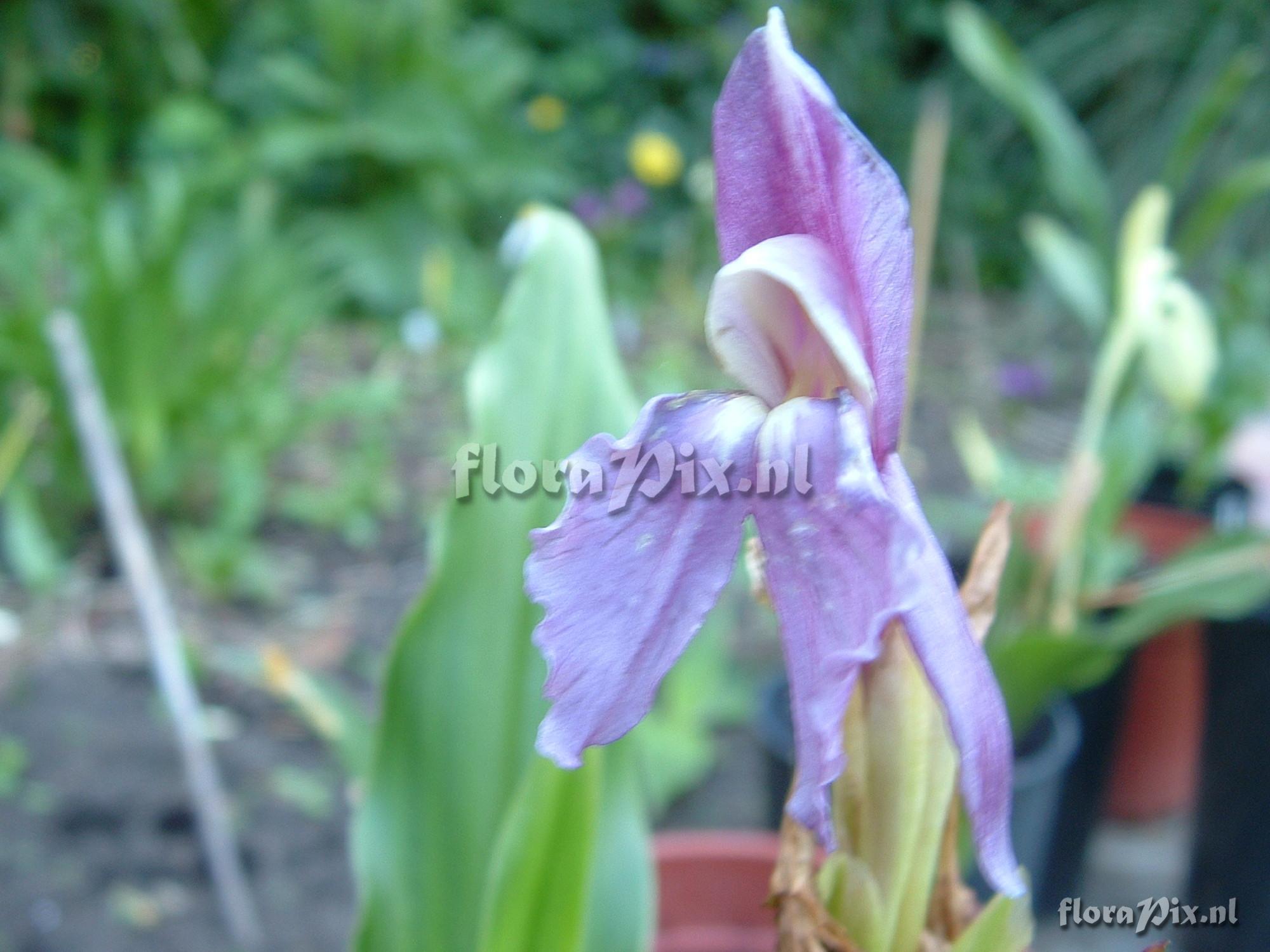 Roscoea humeana - Early Purple