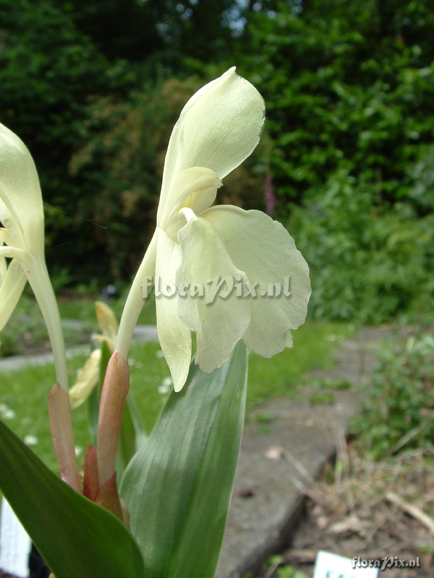 Roscoea humeana - Long Acre Sunrise