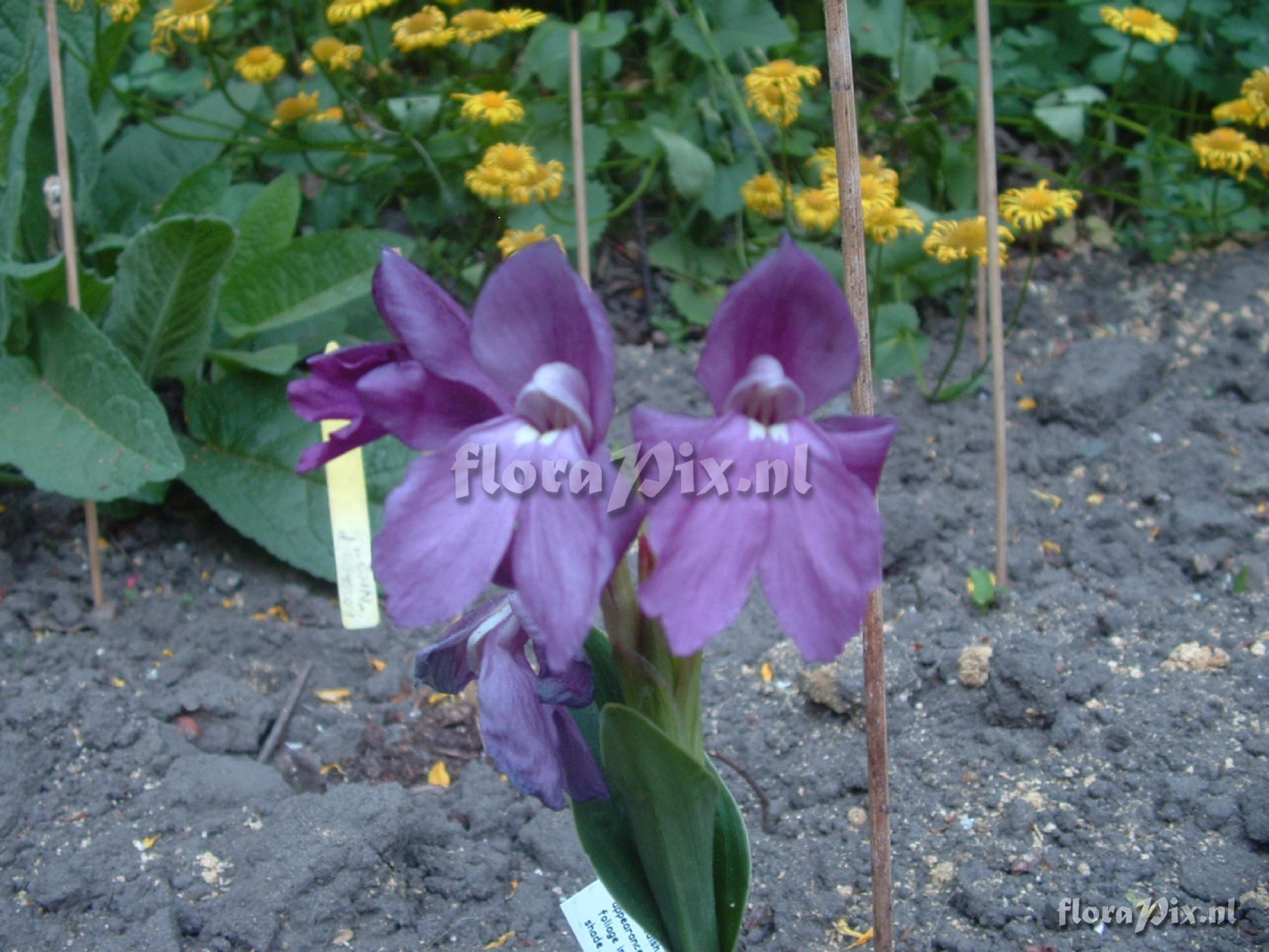 Roscoea humeana - Rosemoor plum