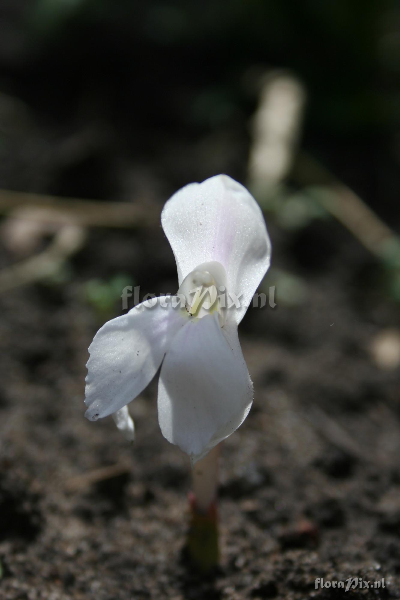 Roscoea humeana - Snowy Owl