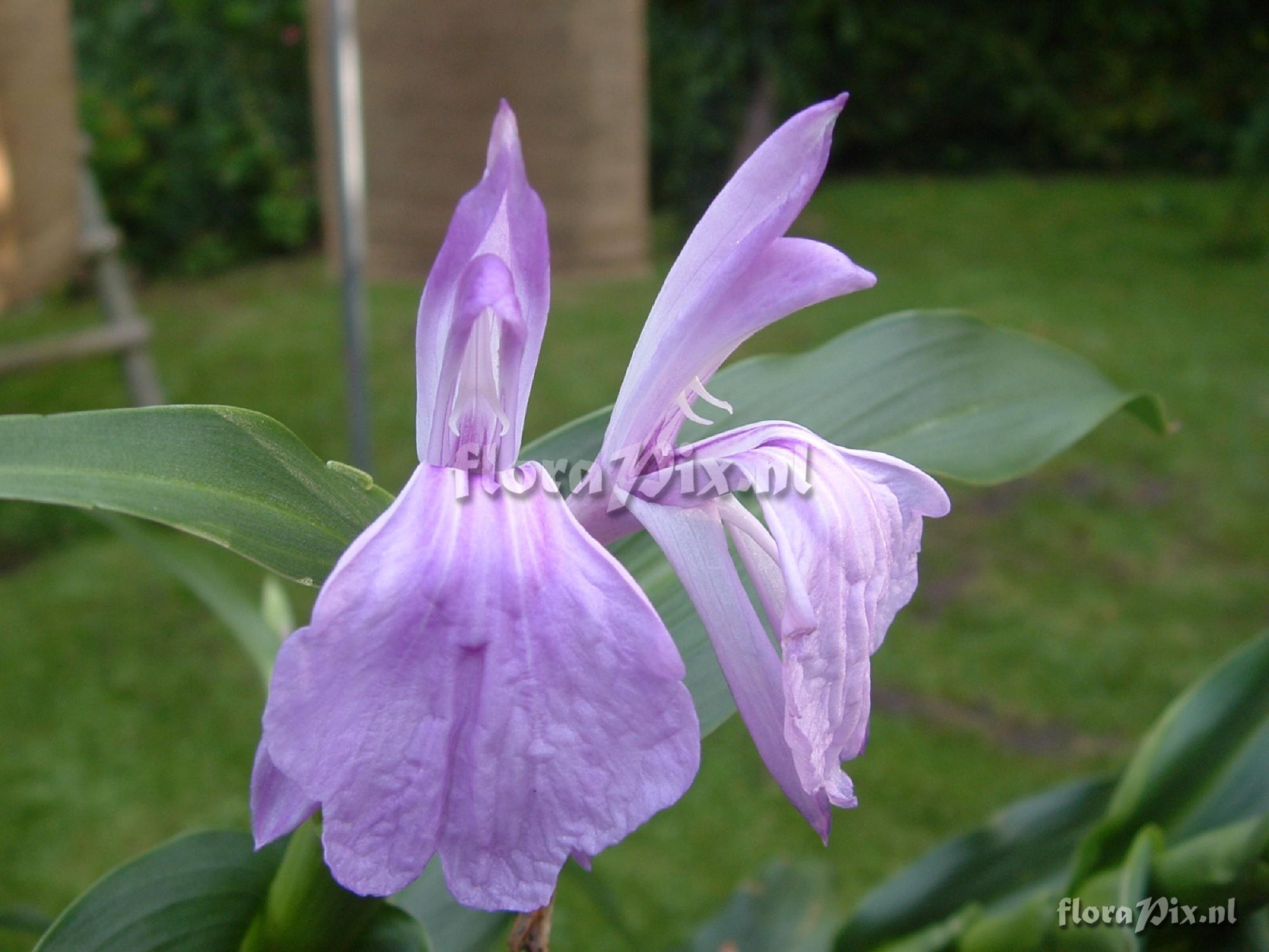 Roscoea purpurea