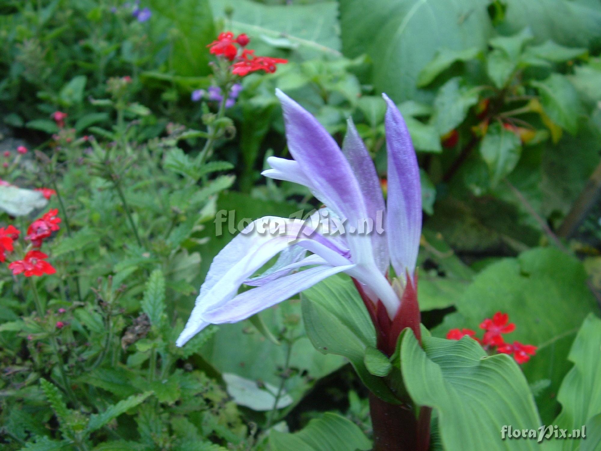 Roscoea purpurea - Dalai Lama