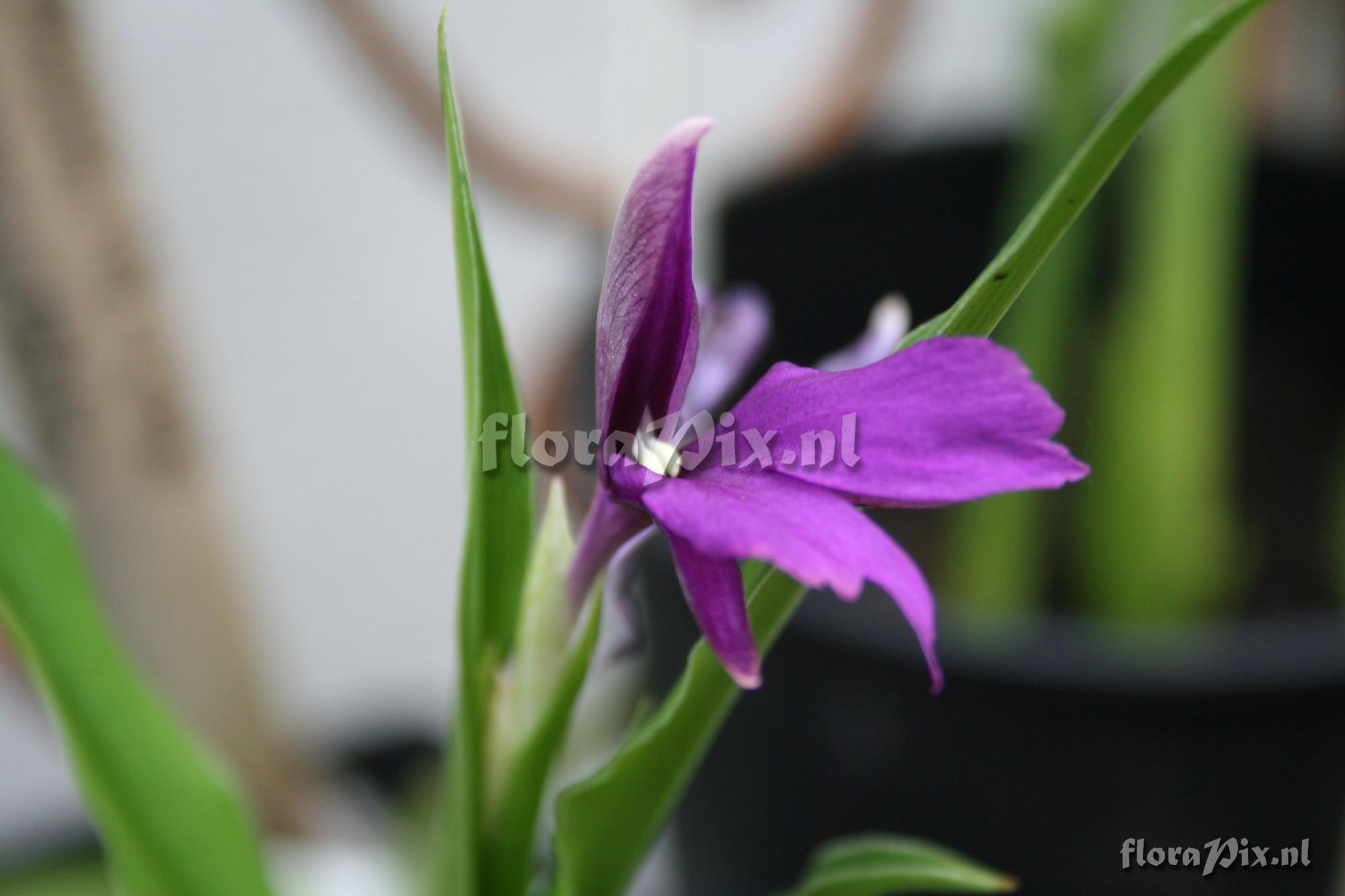 Roscoea schneideriana