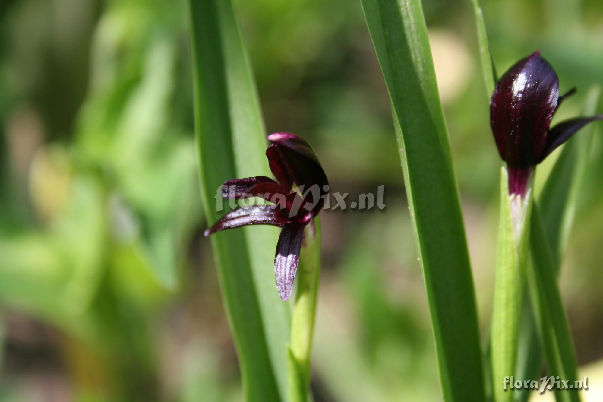 Roscoea scillifolia - Dark form