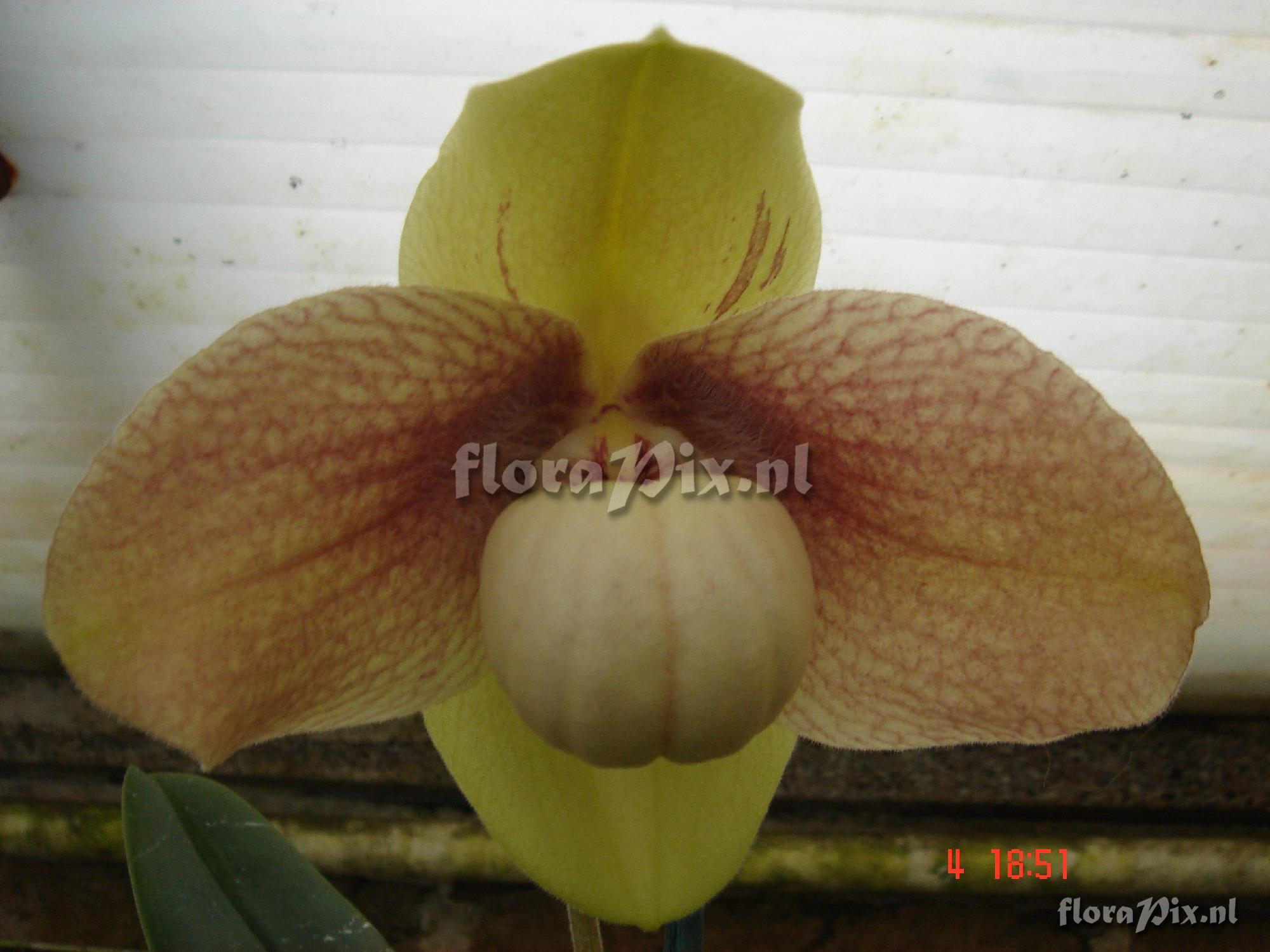 Paphiopedilum hangianum