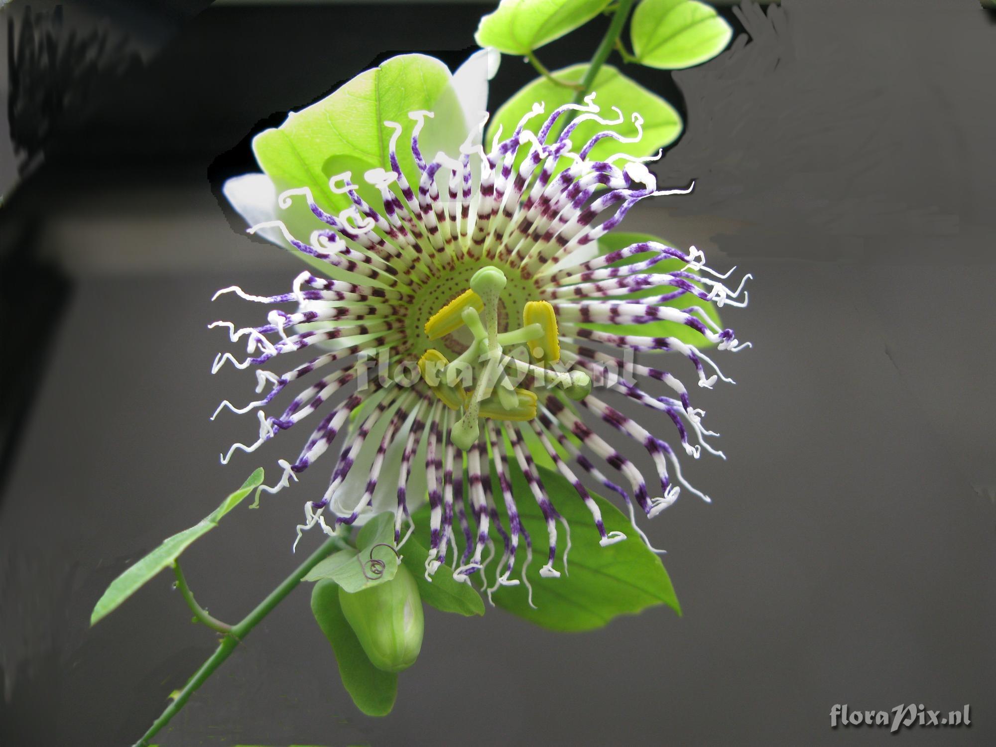 Passiflora 