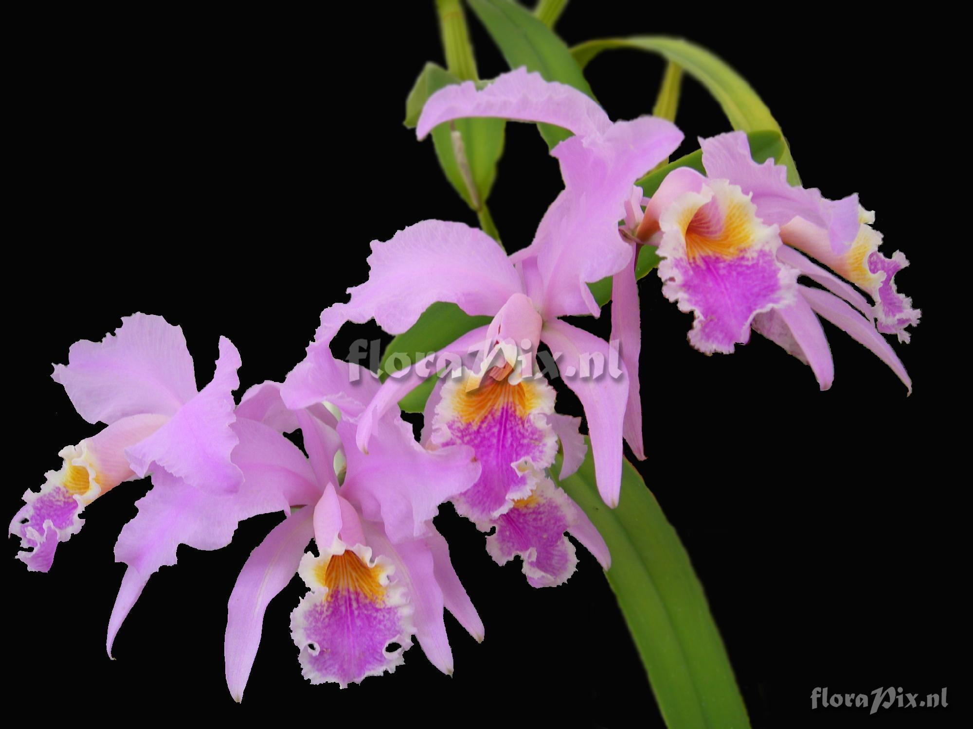 Cattleya mossiae Hooker