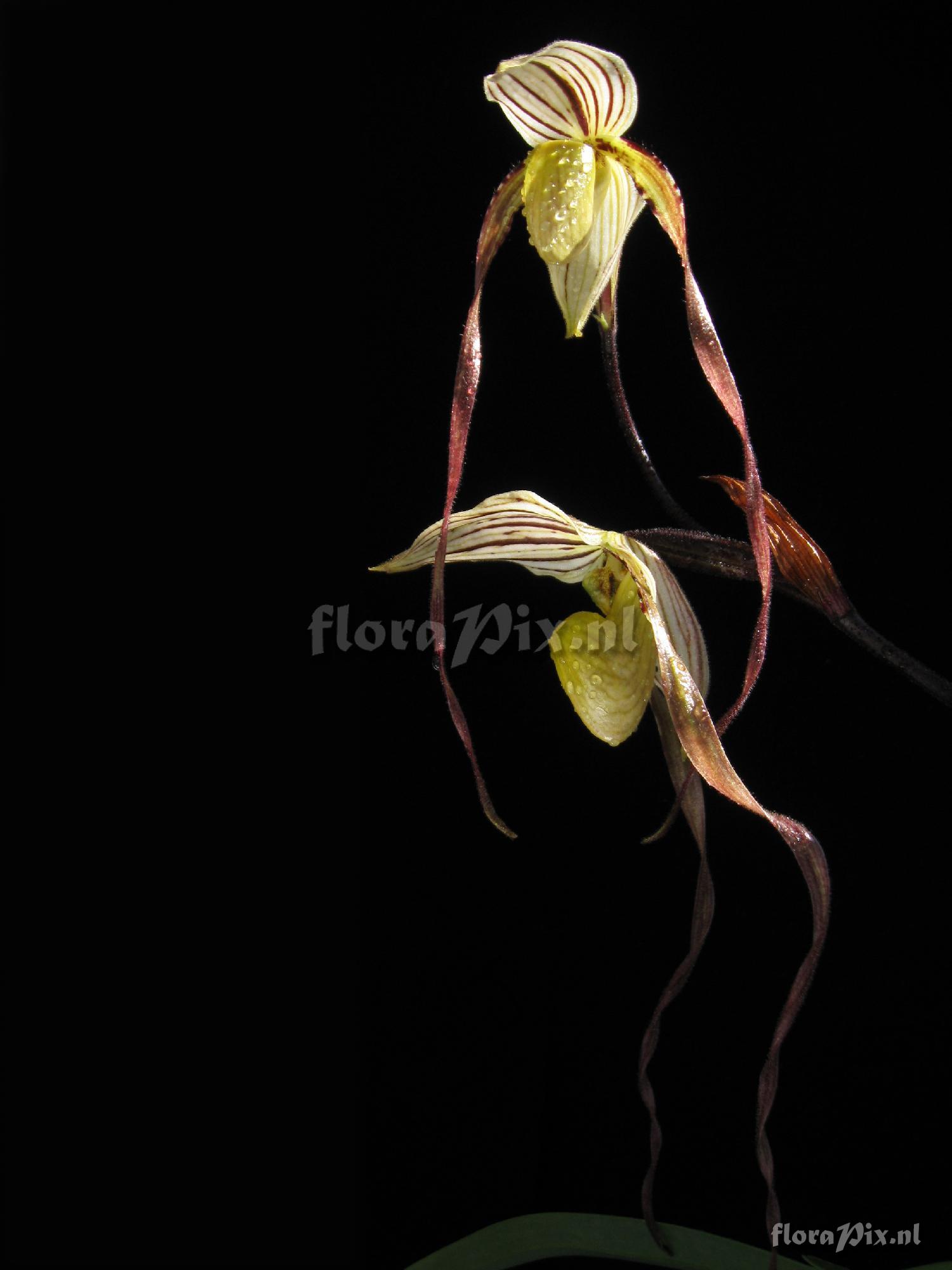 Paphiopedilum phillipinense var. roebelenii