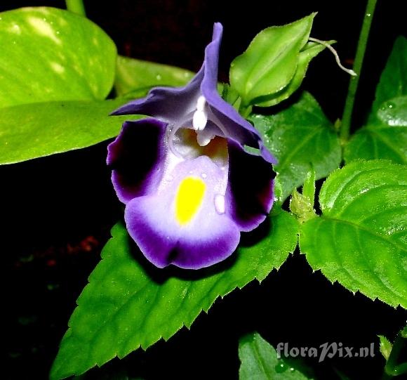 Viola sp. Rock Violet