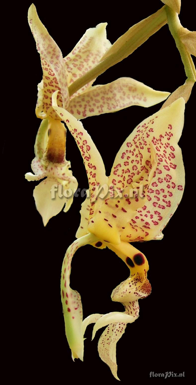 Stanhopea oculata