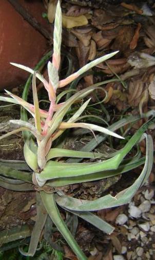 Tillandsia streptophylla