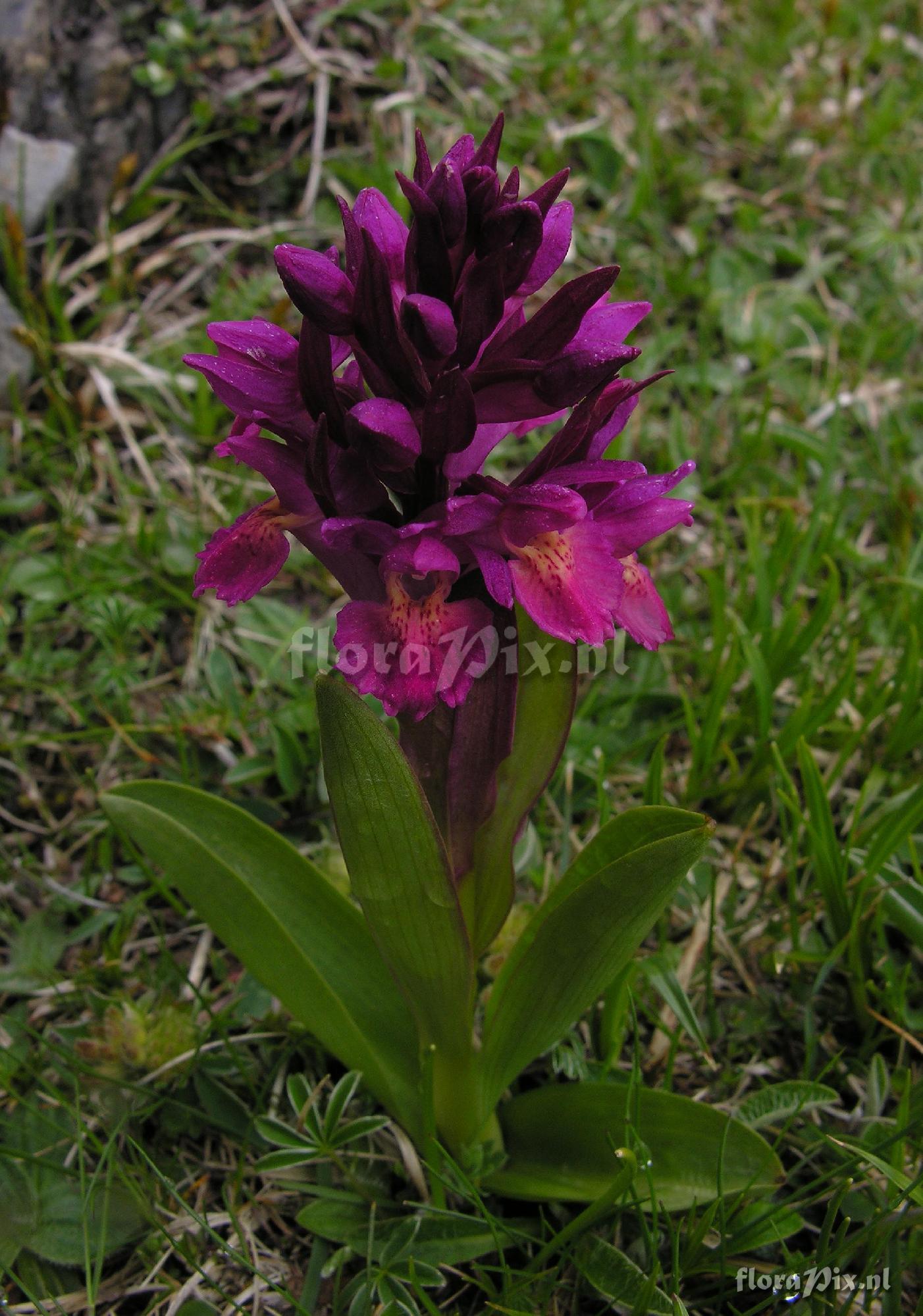 Dactylorhiza sambucina