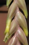 Vriesea BROM0034 Flower Detail