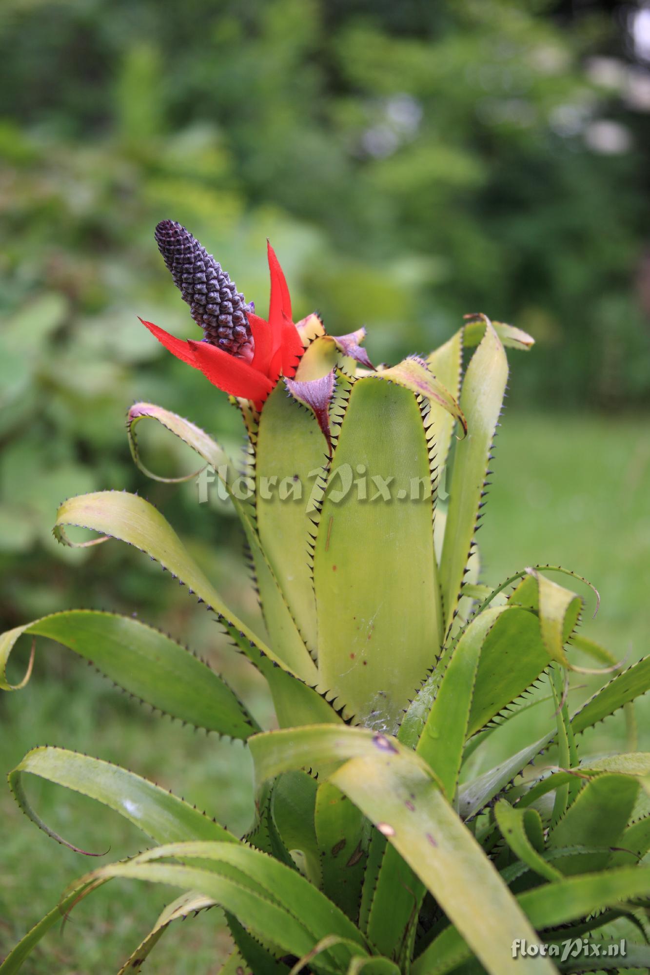 Aechmea triangularis