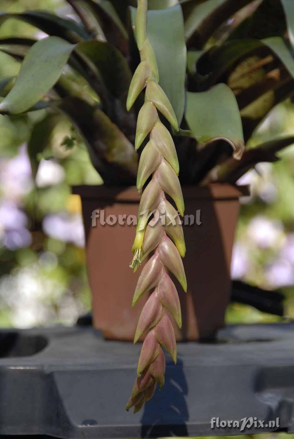 Vriesea BROM0034 Flower Detail