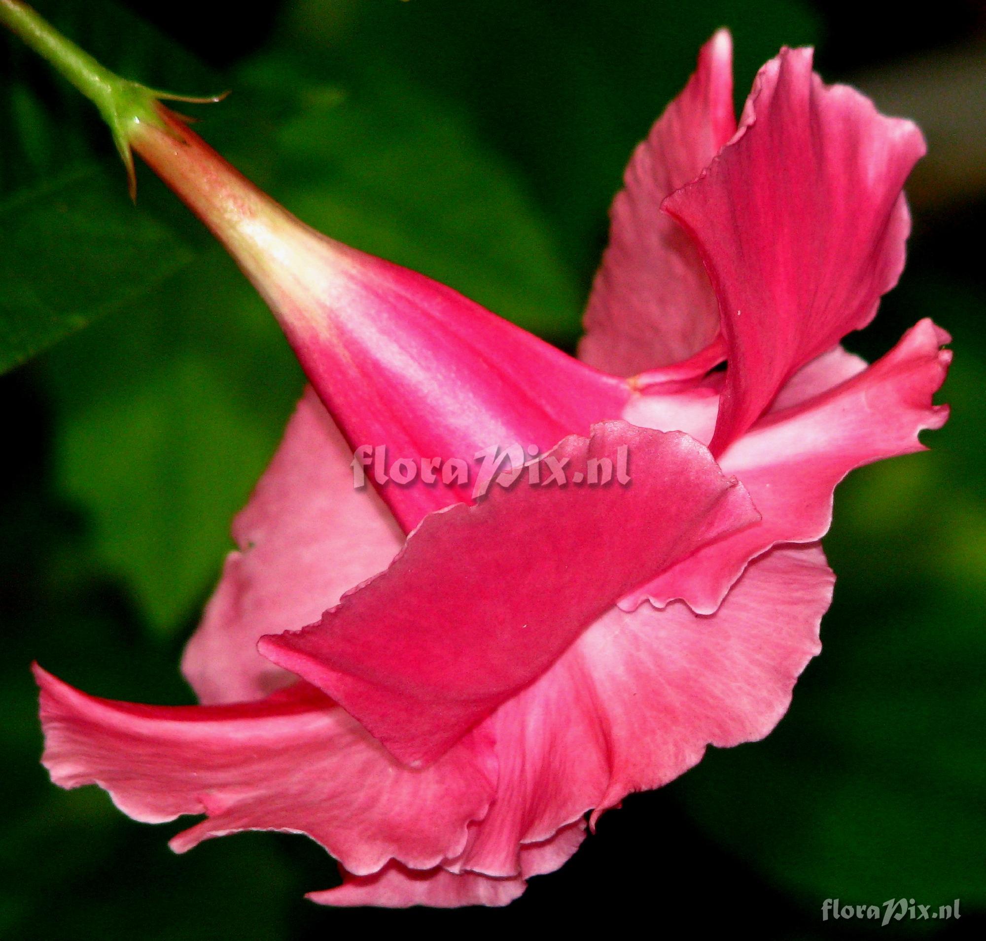 Mandevilla sp. Apocyanaceae