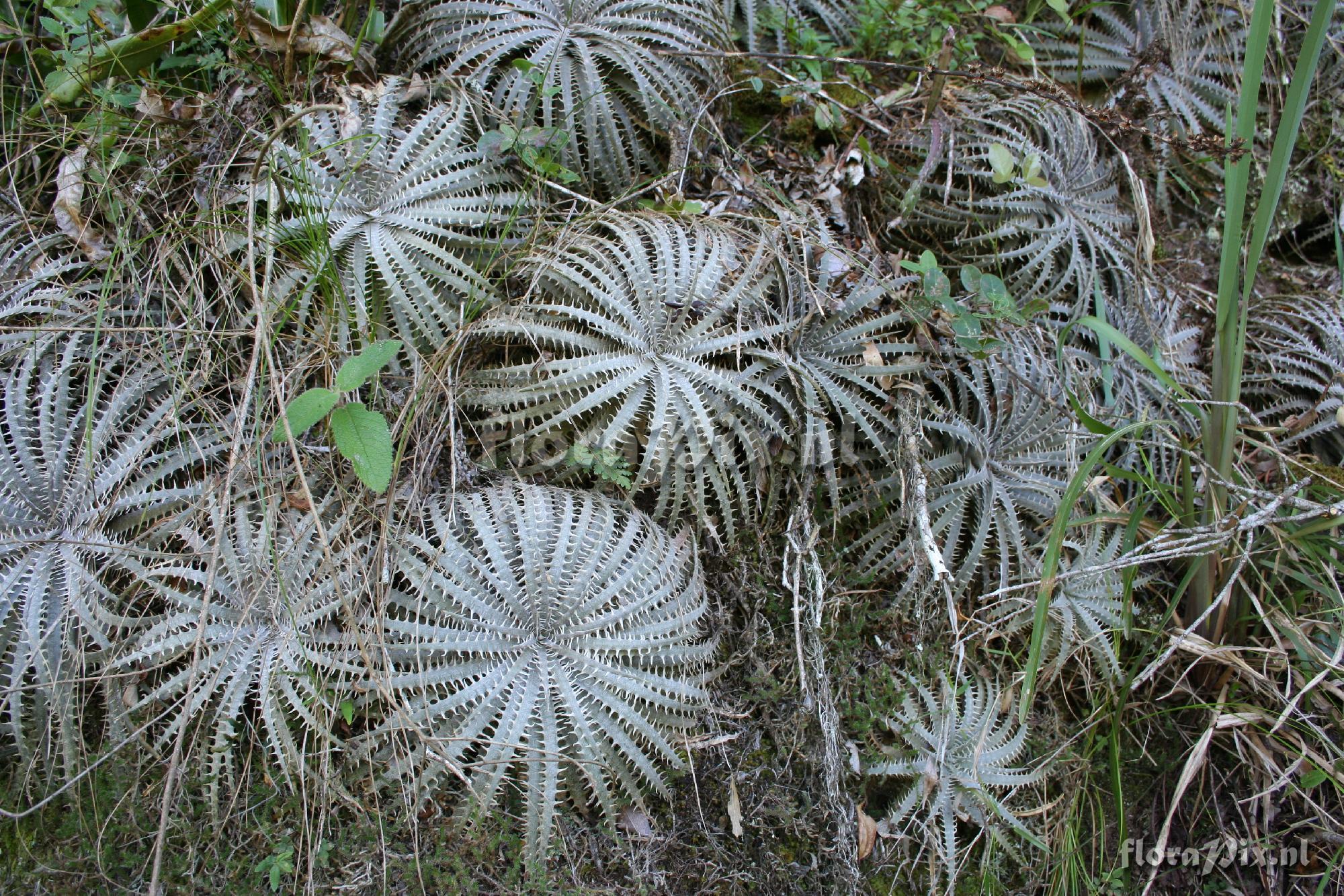 Dyckia delicata