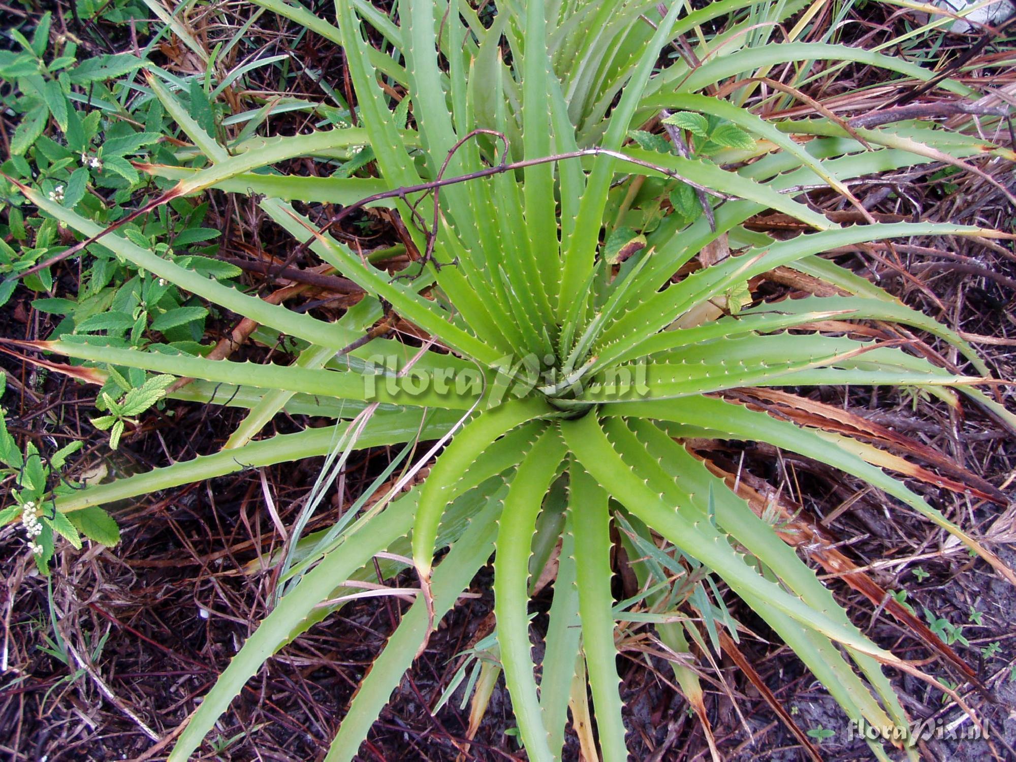 Dyckia encholirioides