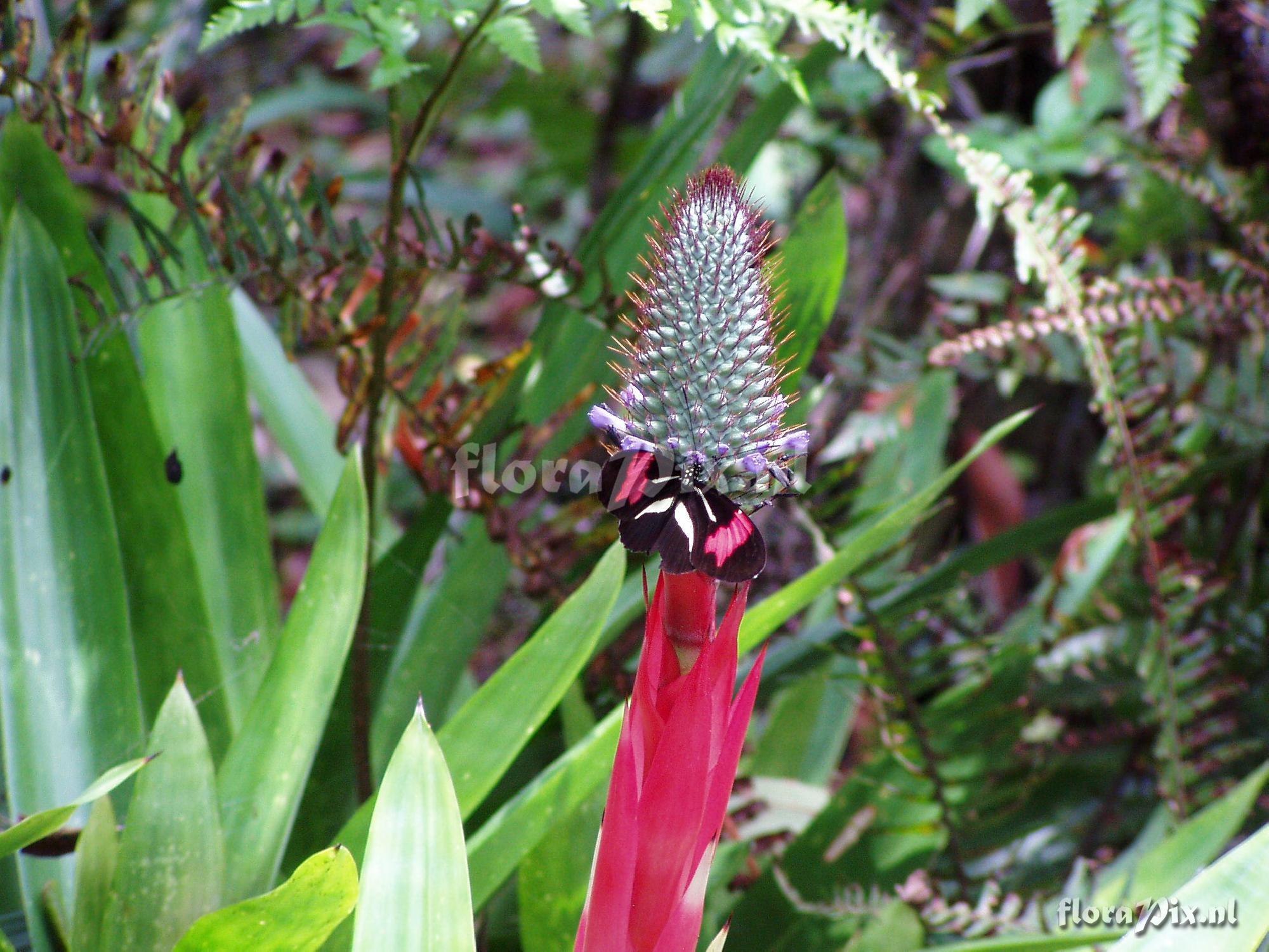 Aechmea ornata