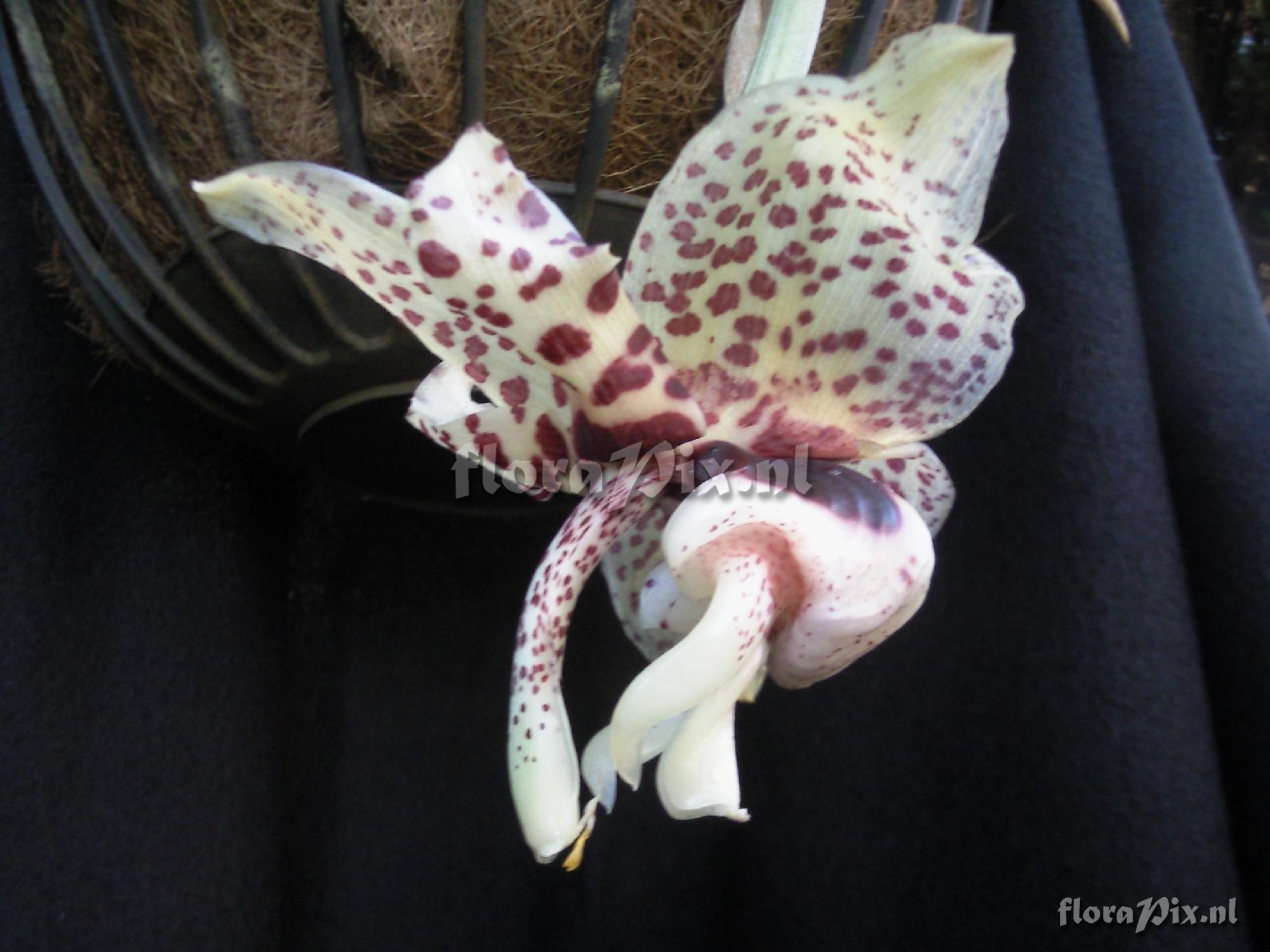 Stanhopea hernandezii