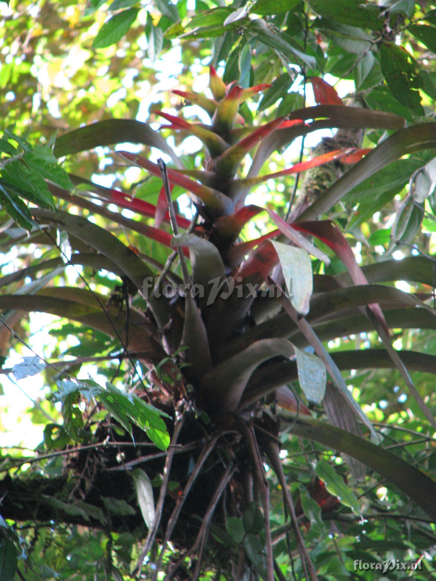 Guzmania squarrosa