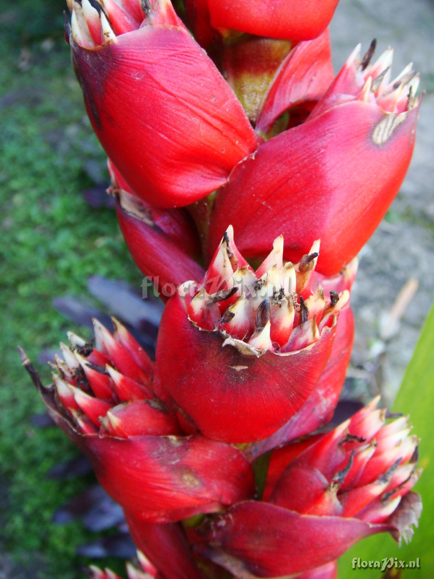 Mezobromelia capituligera