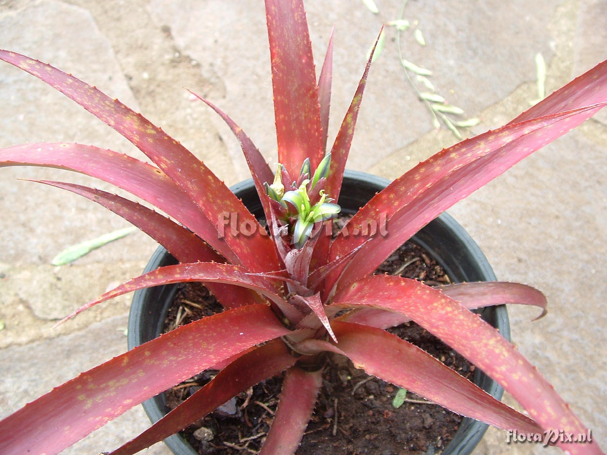 Cryptbergia Red burst