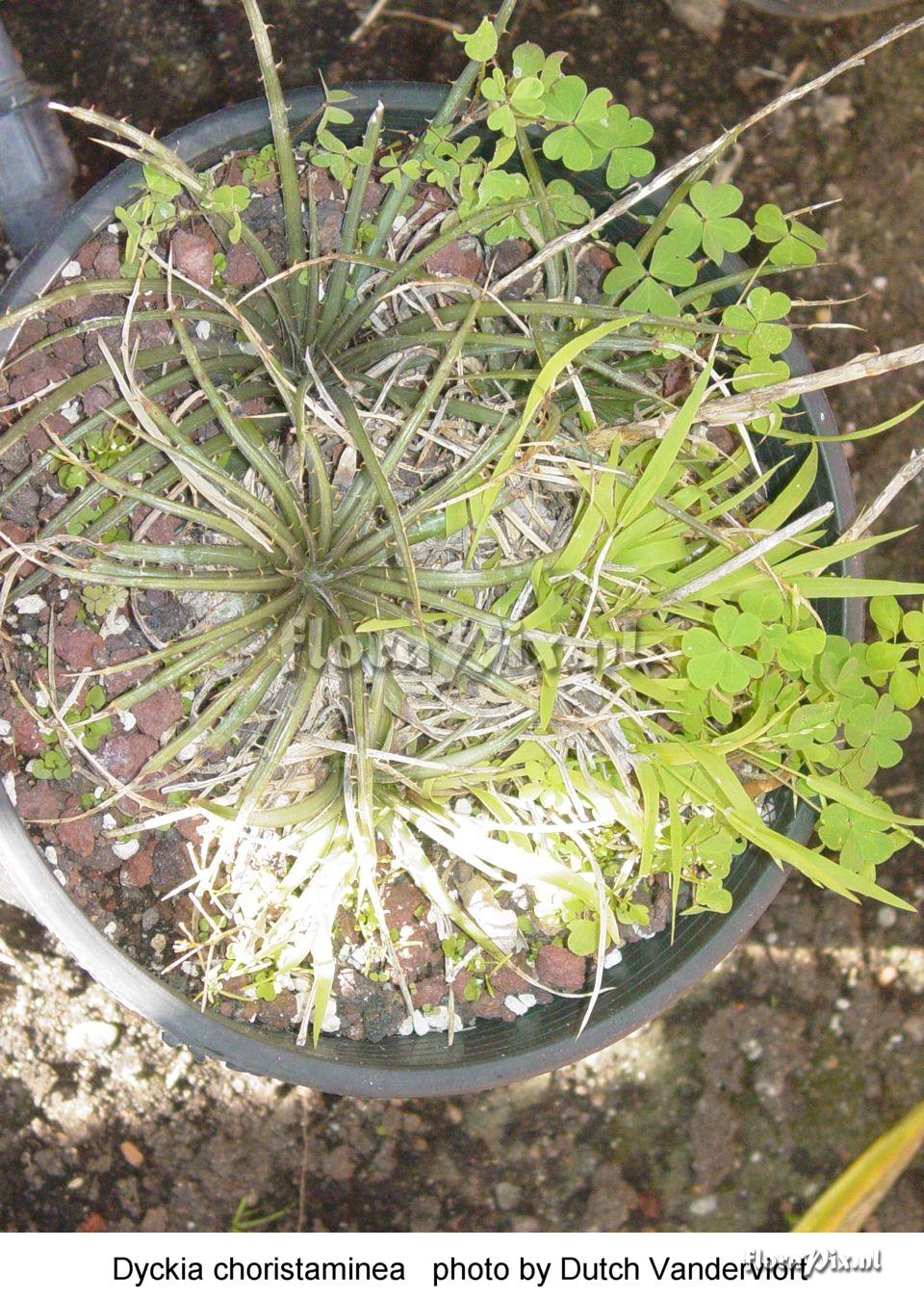 Dyckia dawsonii