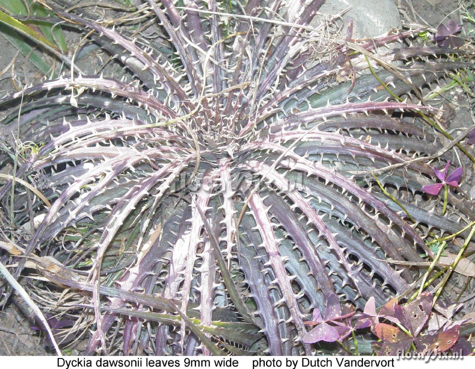 Dyckia dawsonii