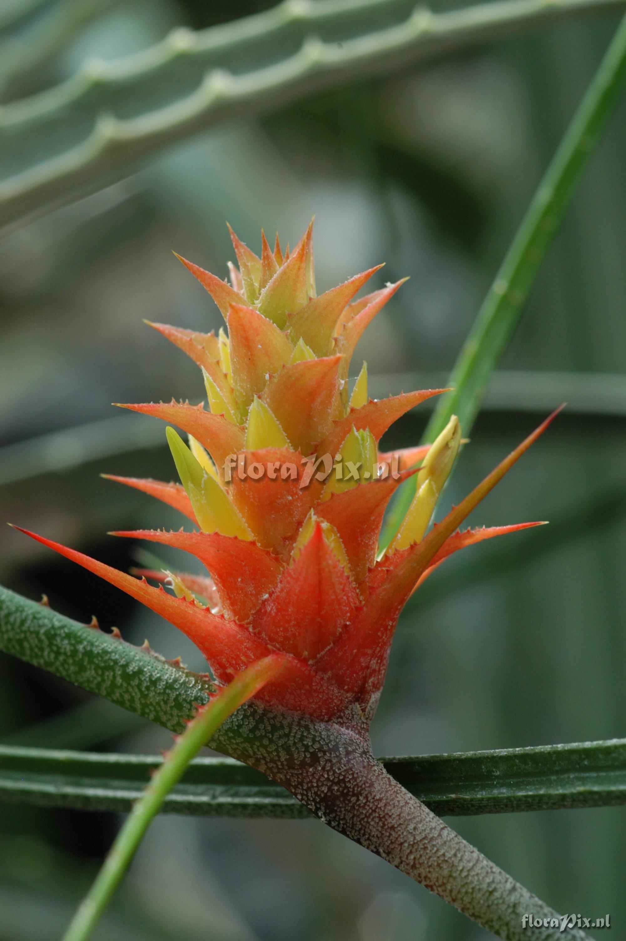 Acanthostachys strobilacea