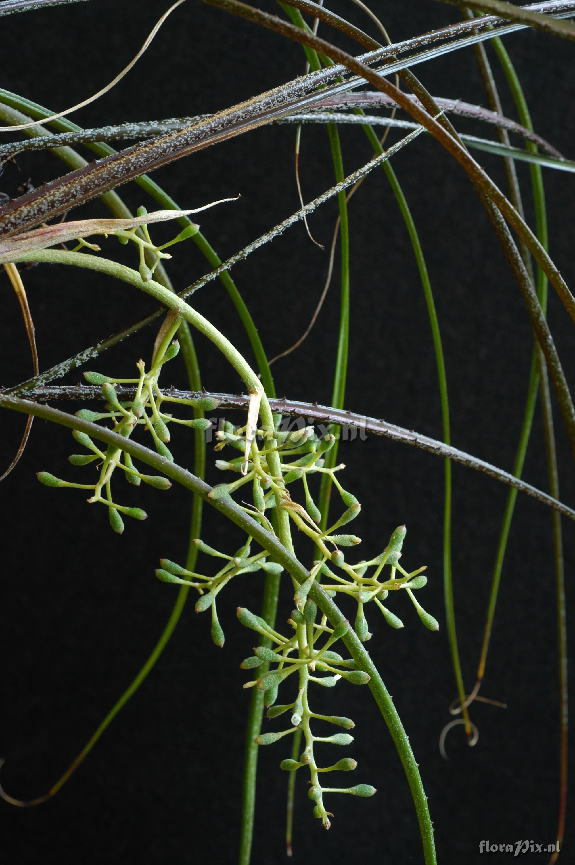 Araeococcus flagellifolius